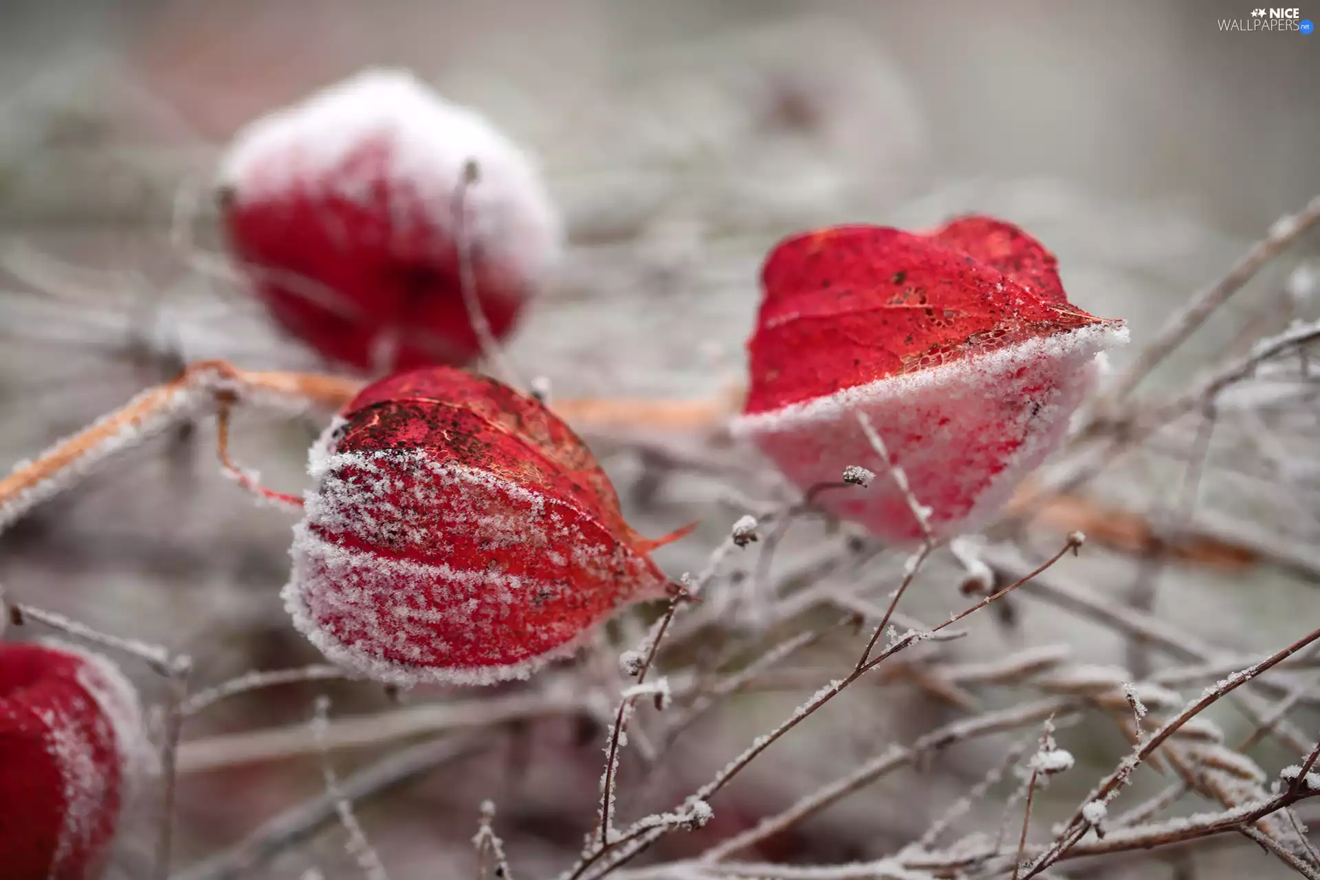 frosted, dry, Plants, physalis bloated