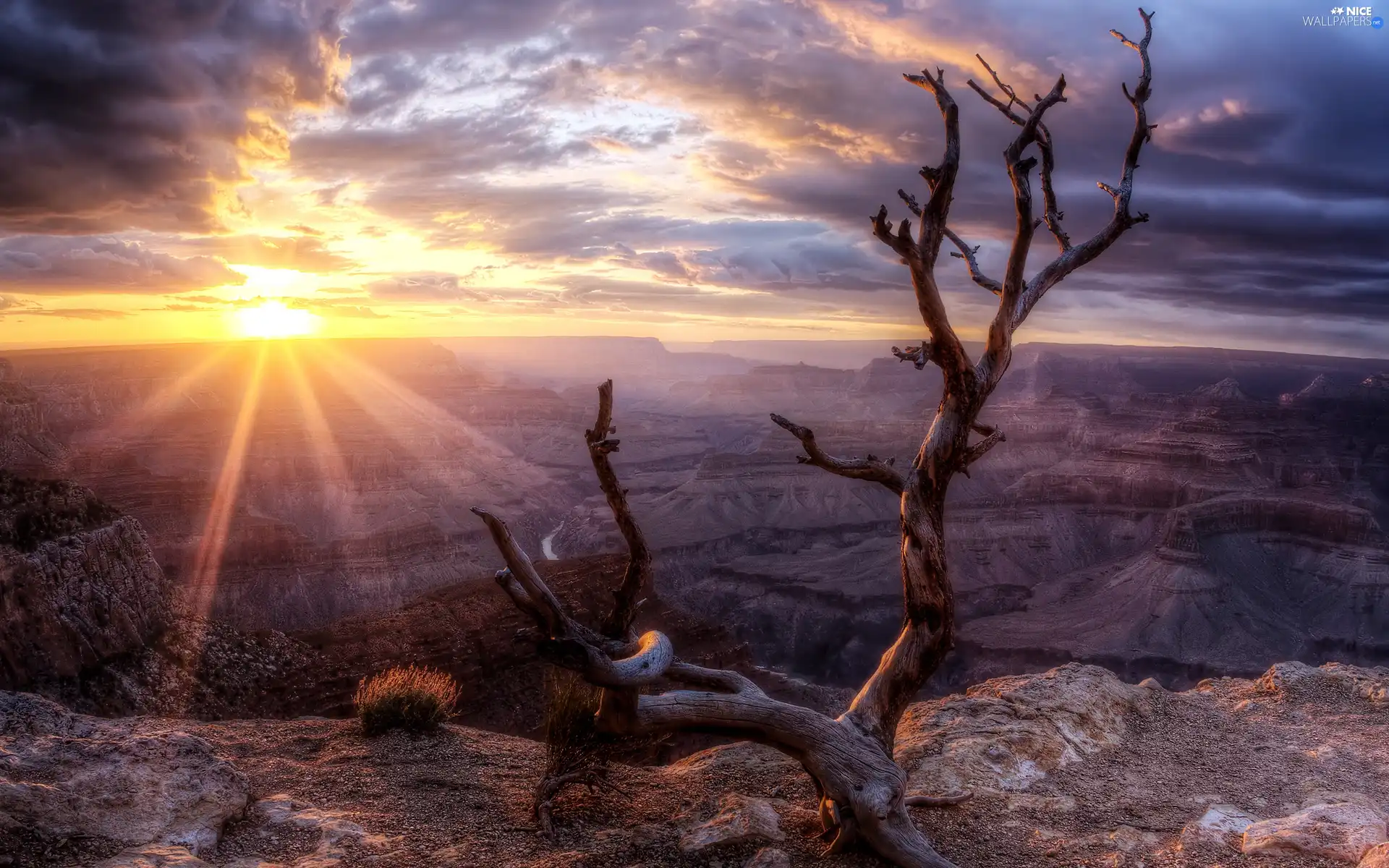 dry, trees, rays, sun, rocks