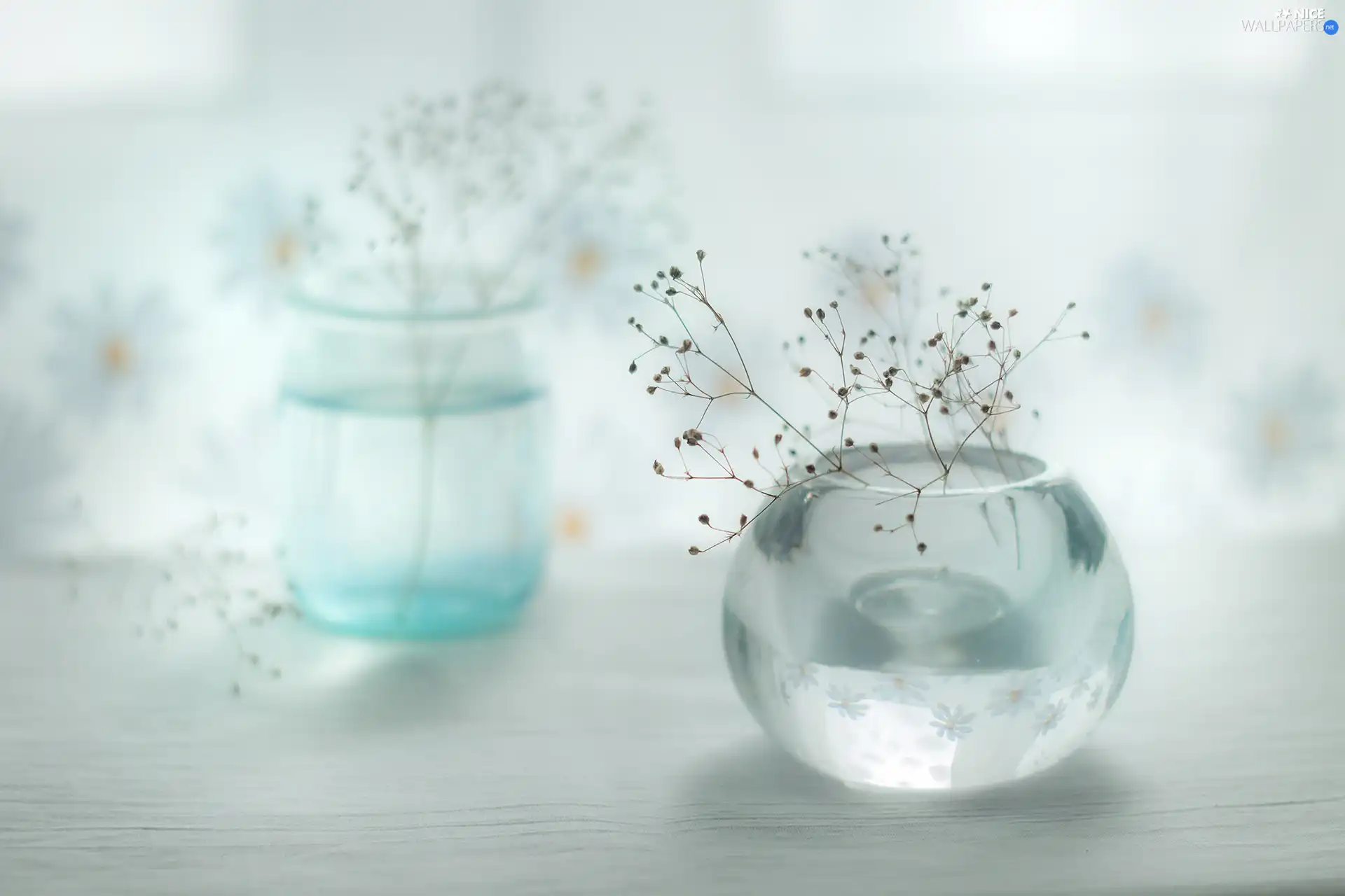 vases, Plants, decoration, dry