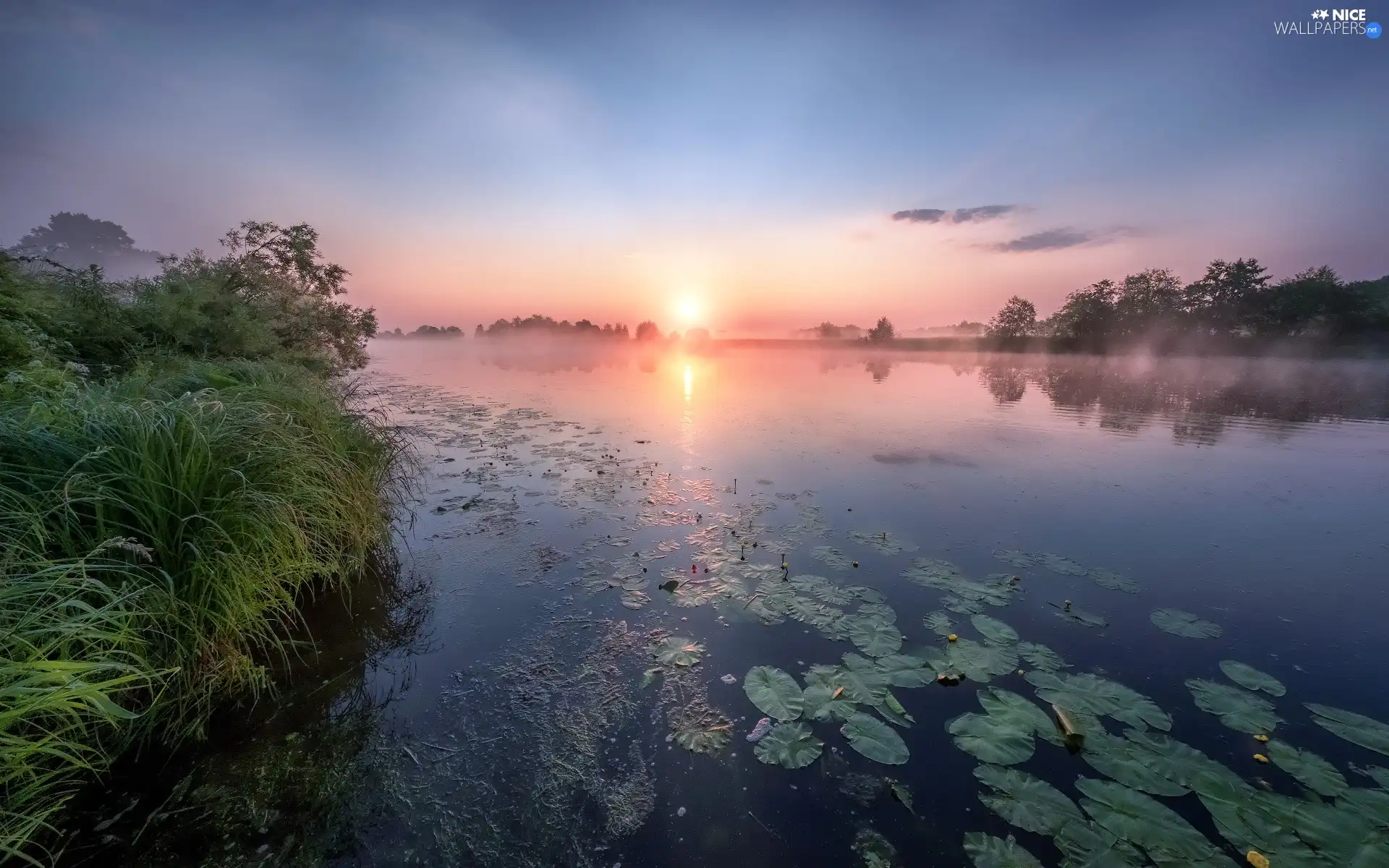 Dubna River, grass, lilies, water, Latgale, Latvia, Sunrise, Fog, dawn