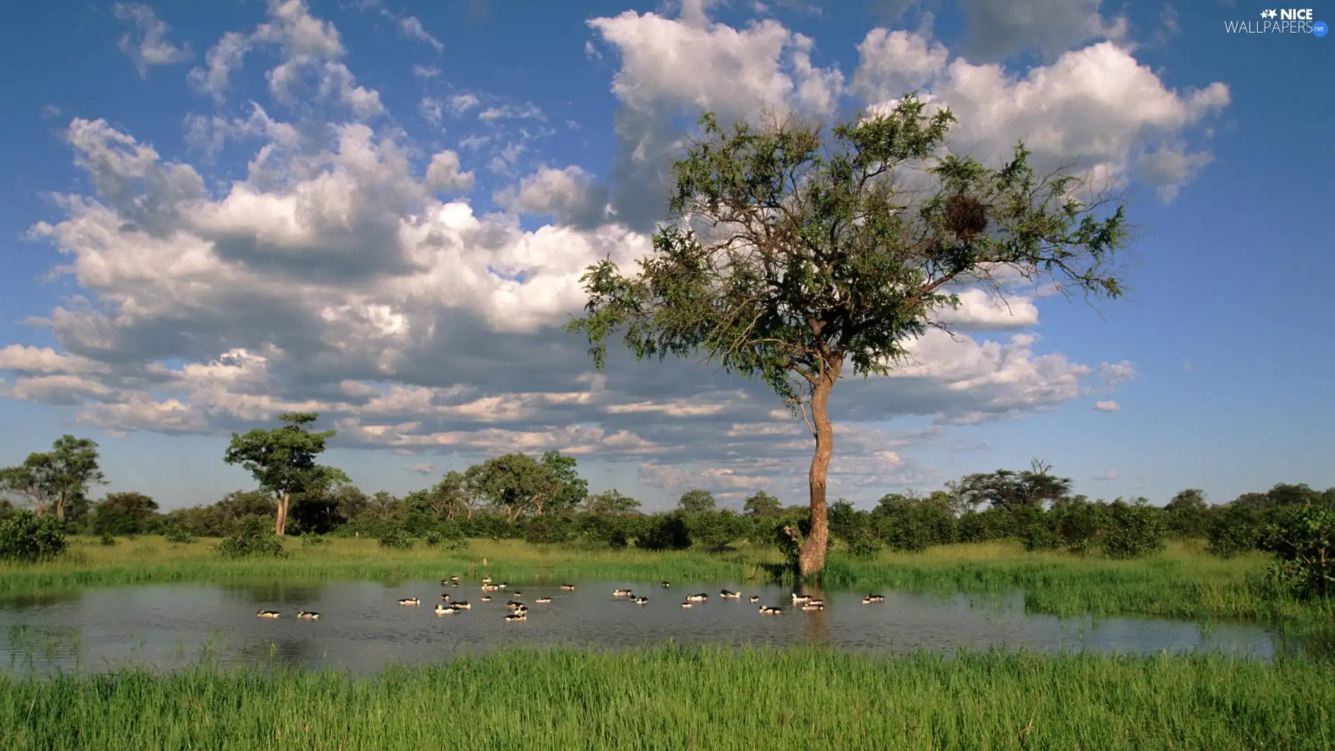 ducks, Sky, trees, viewes, Pond - car