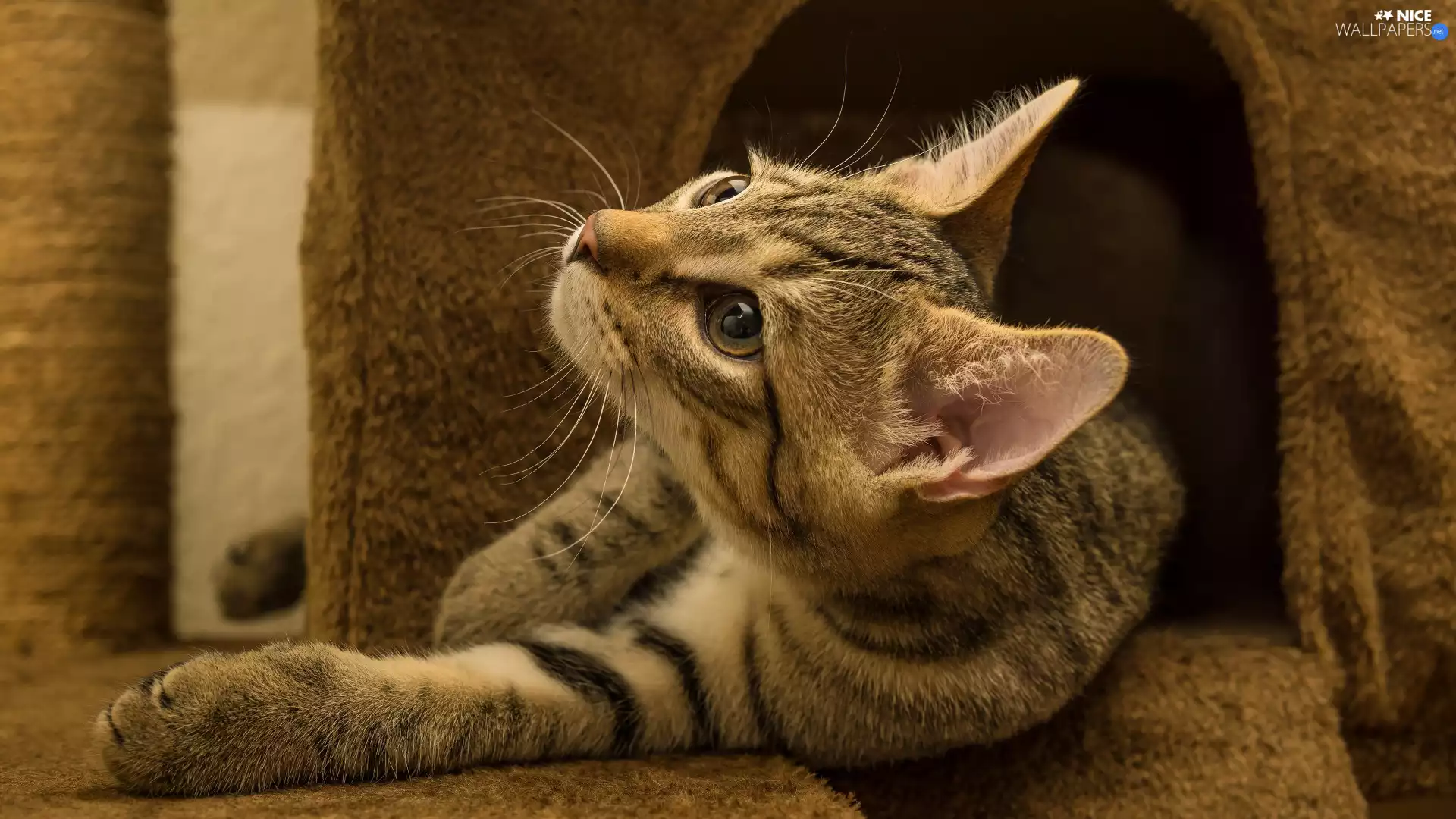 lying, cat, haunt, dun