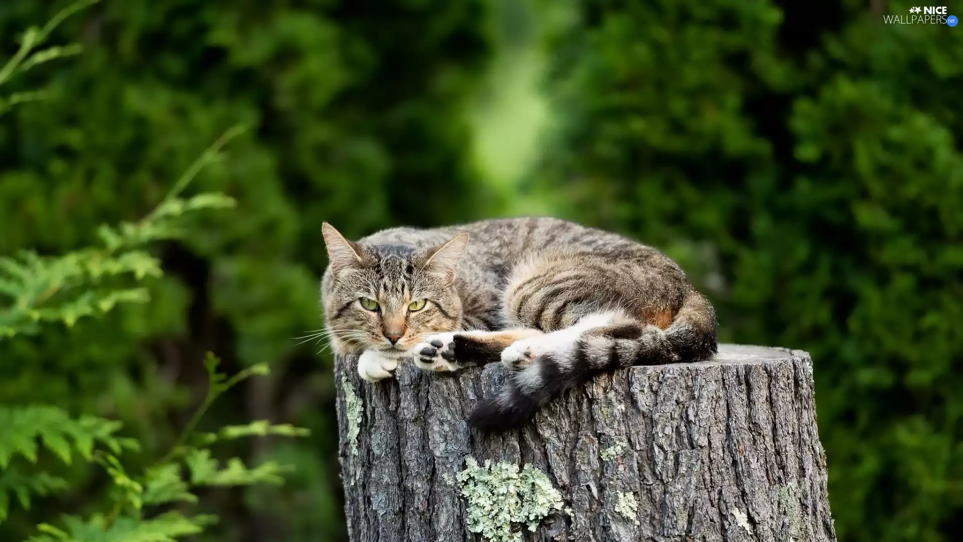 lying, cat, trunk, dun