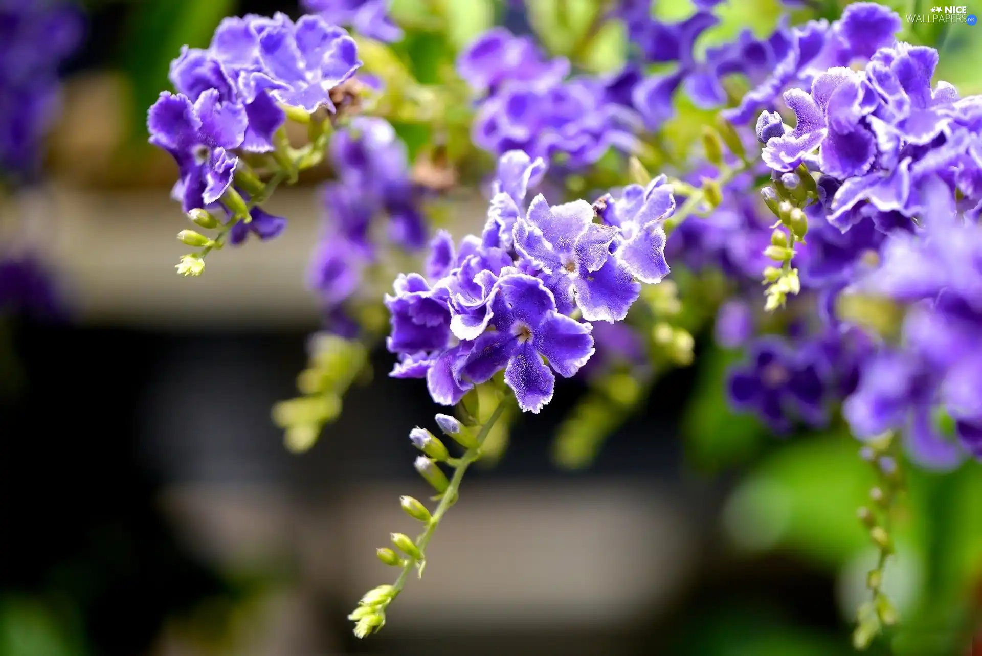 Durant, purple, Flowers