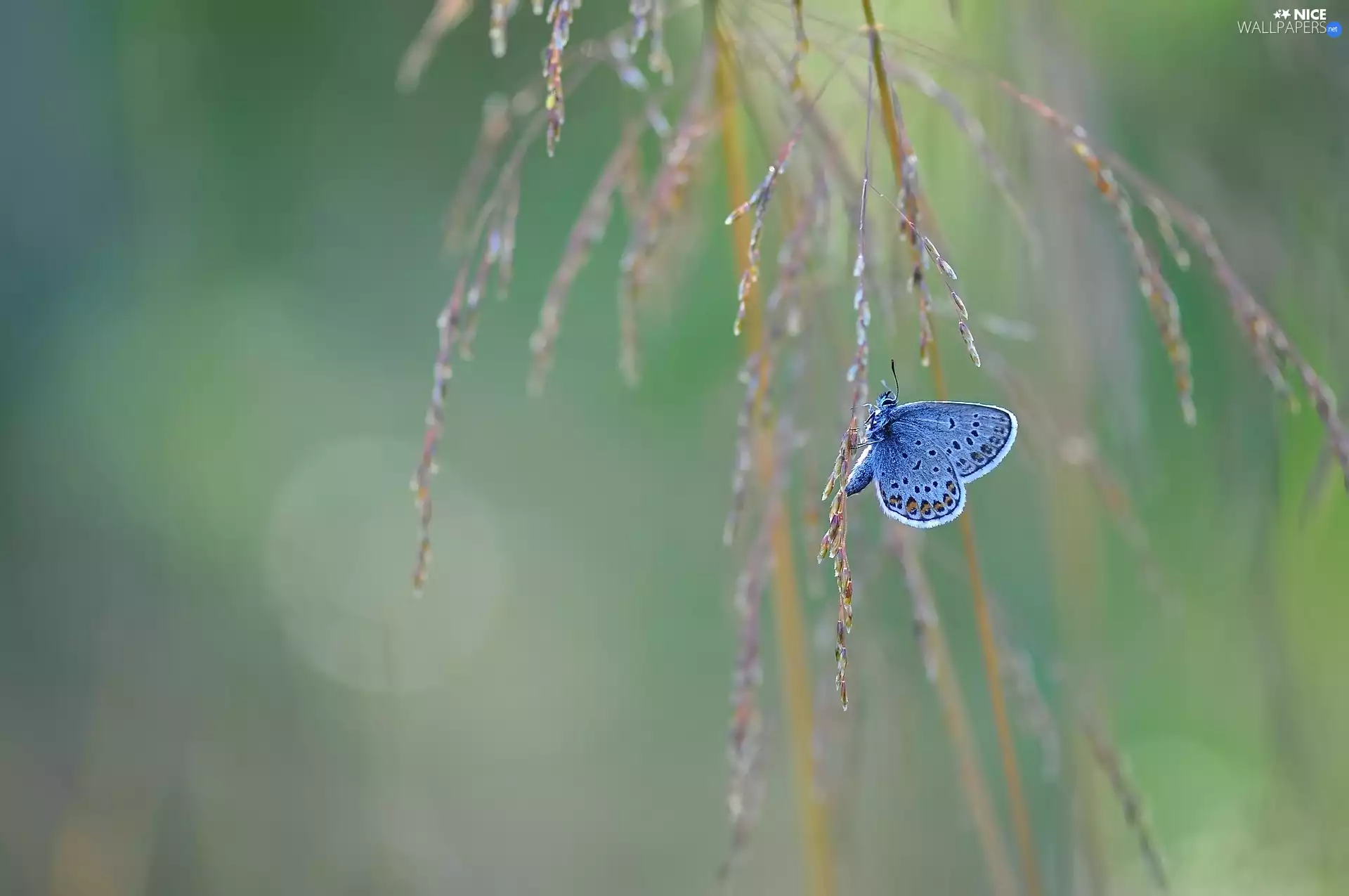 blades, grass, butterfly, Dusky Icarus, blue