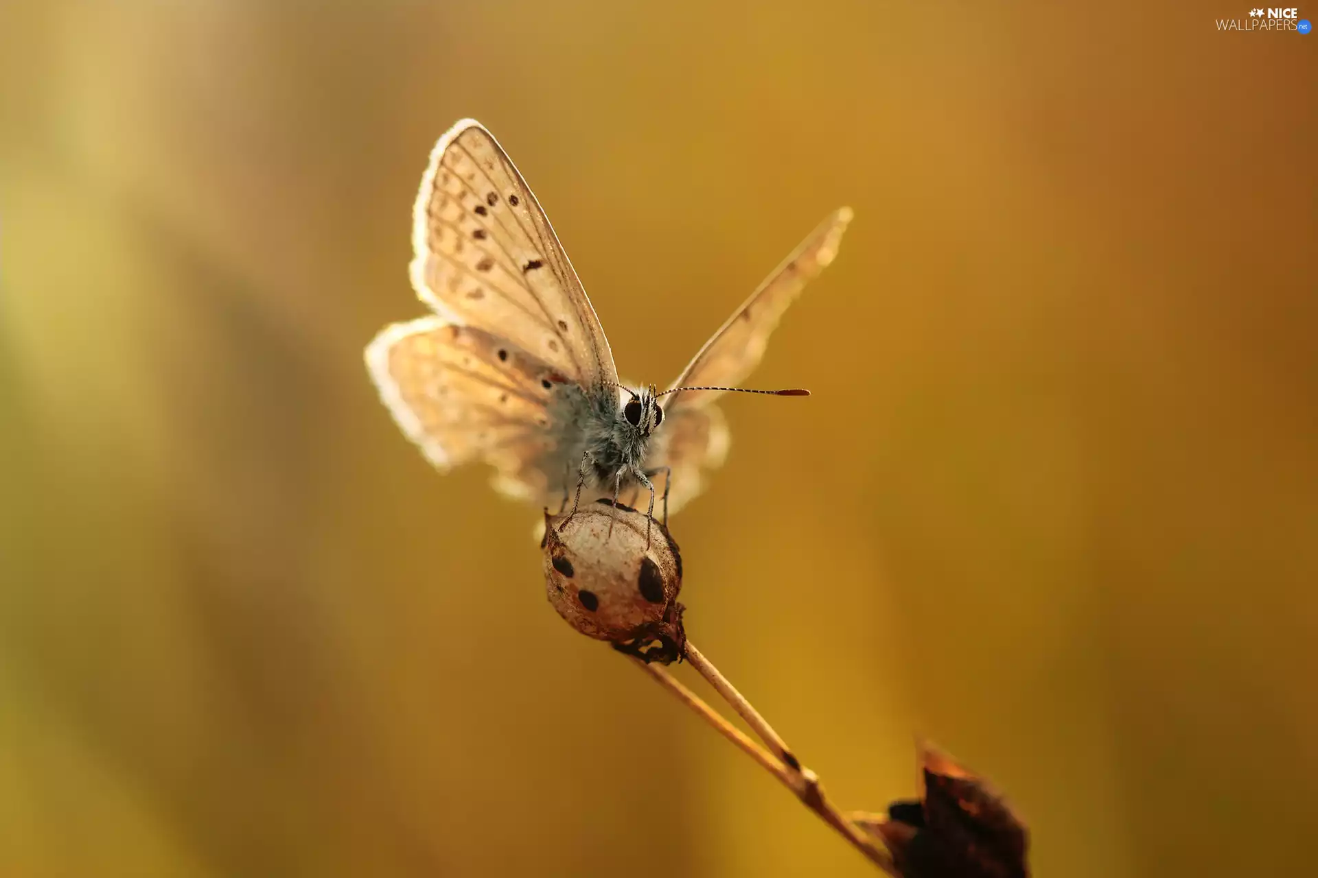 butterfly, Insect, plant, Dusky