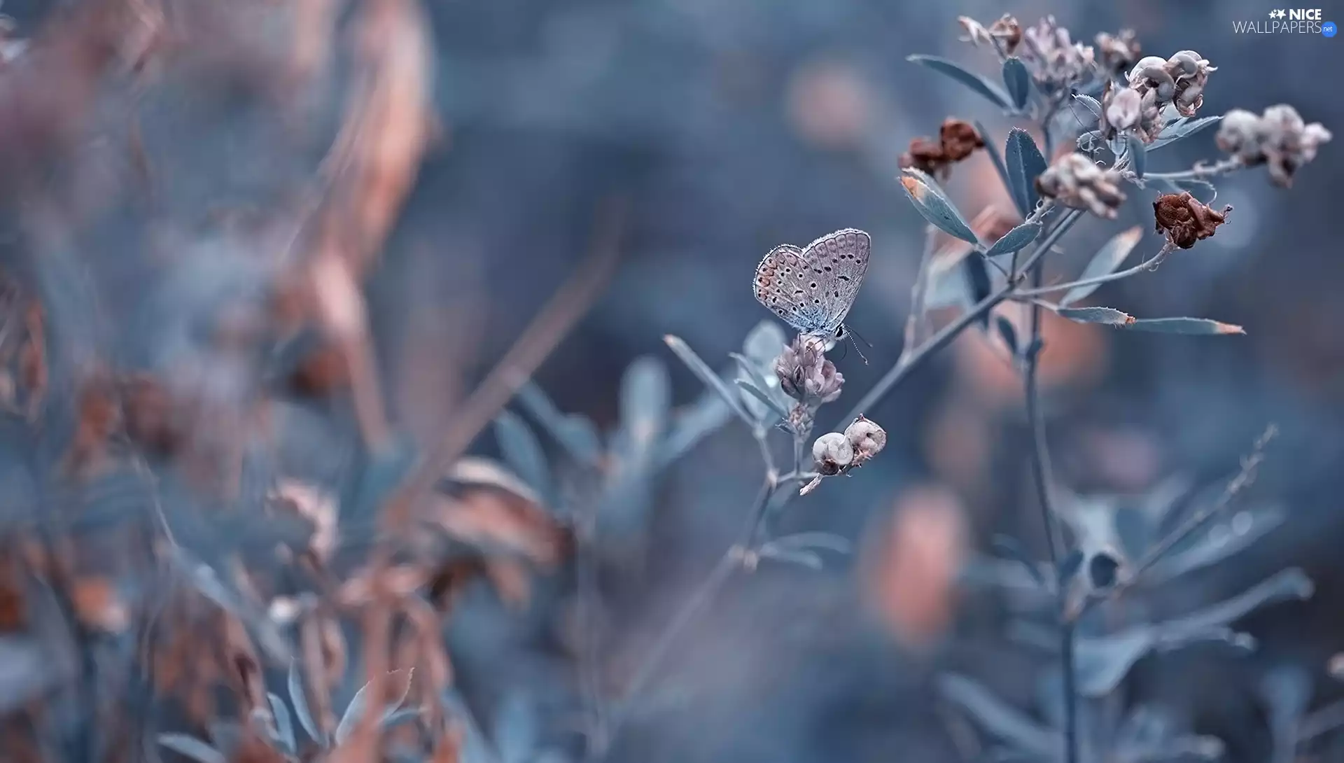 Plants, Dusky Icarus, blur, butterfly
