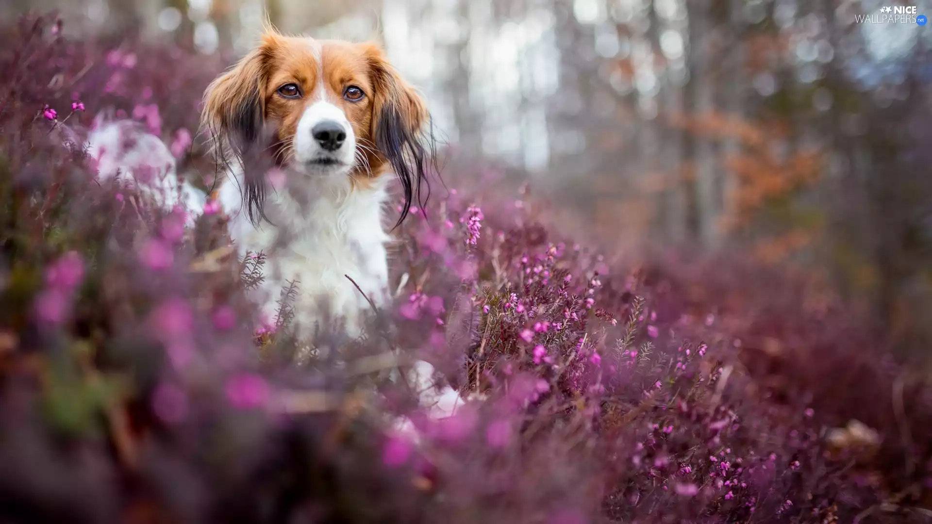 heathers, Bokeh, Alpine Dutch, muzzle, dog
