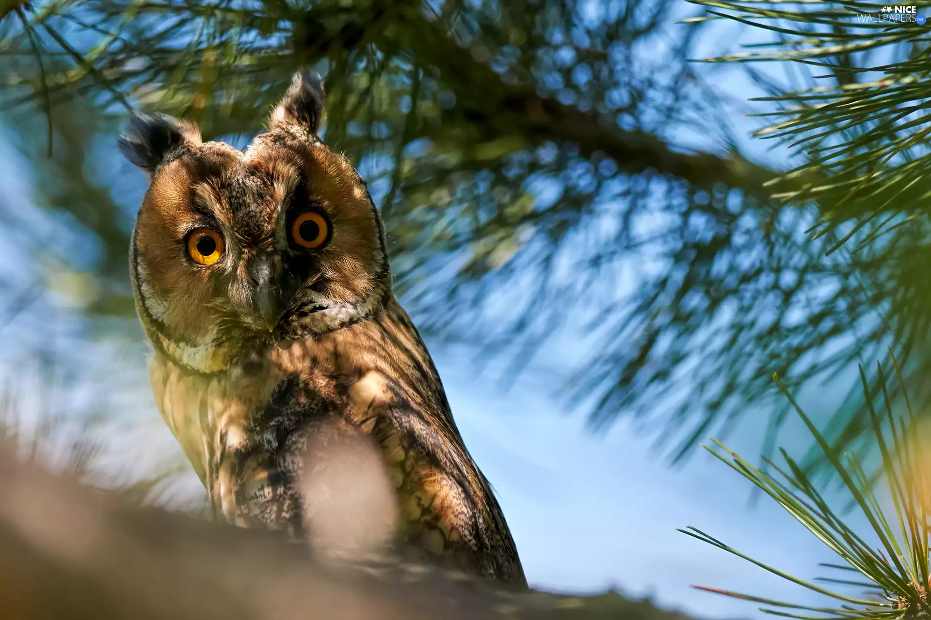 Twigs, pine, owl, eagle-owl, Bird