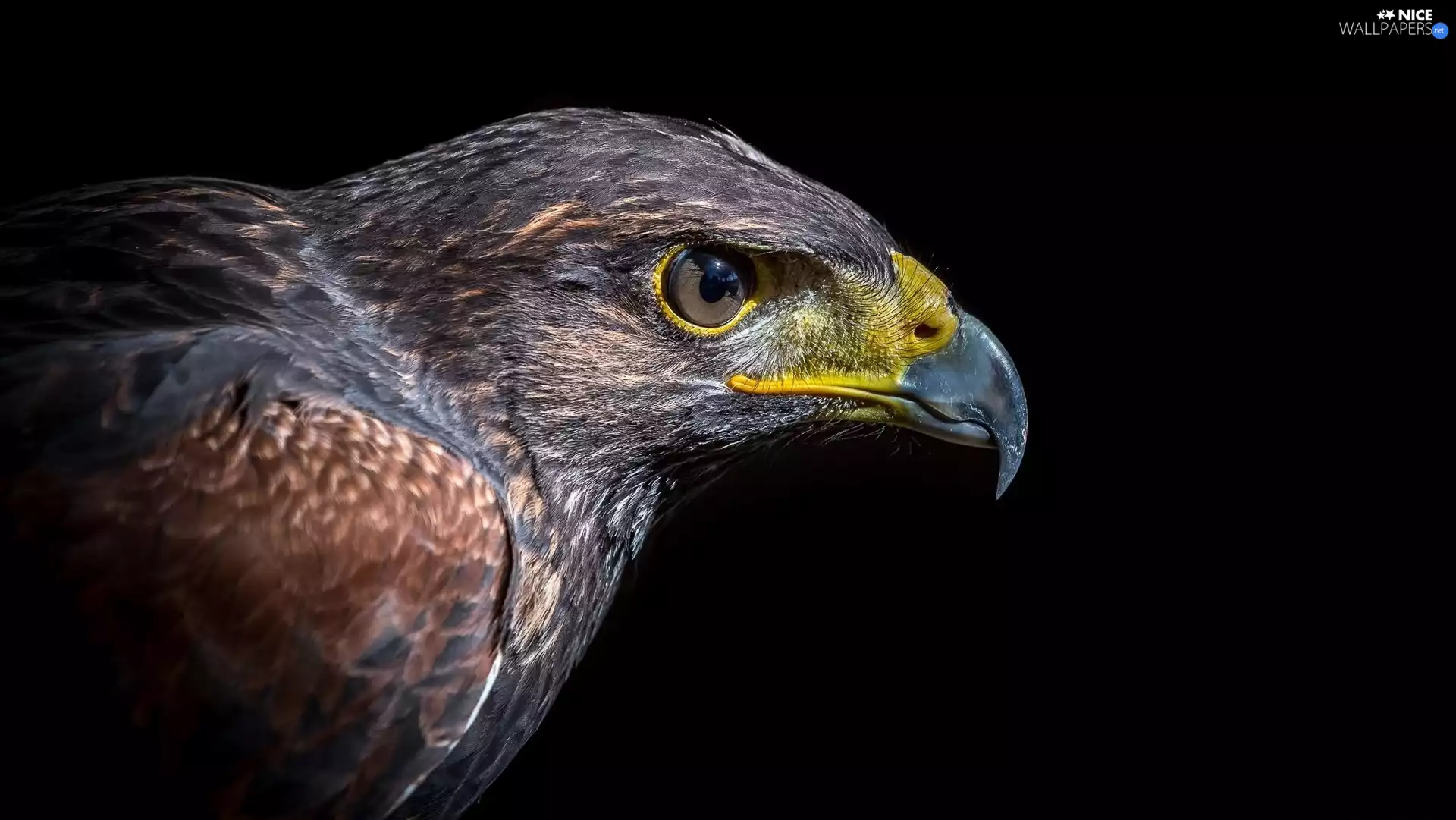 Profile of Golden Eagle, Eagle Front, Head