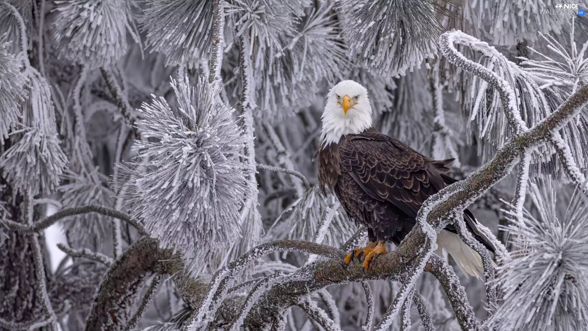 branch pics, winter, Bird, trees, American Bald Eagle
