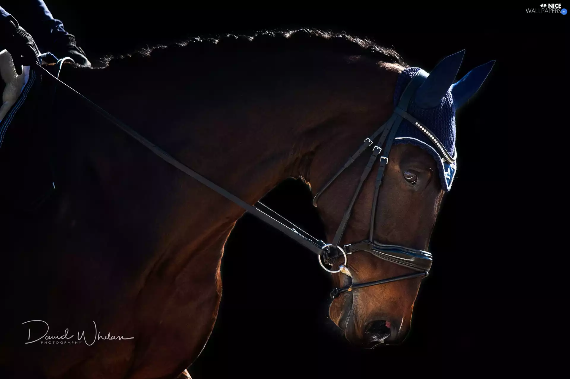 Black, background, gear, ear-piece, Horse