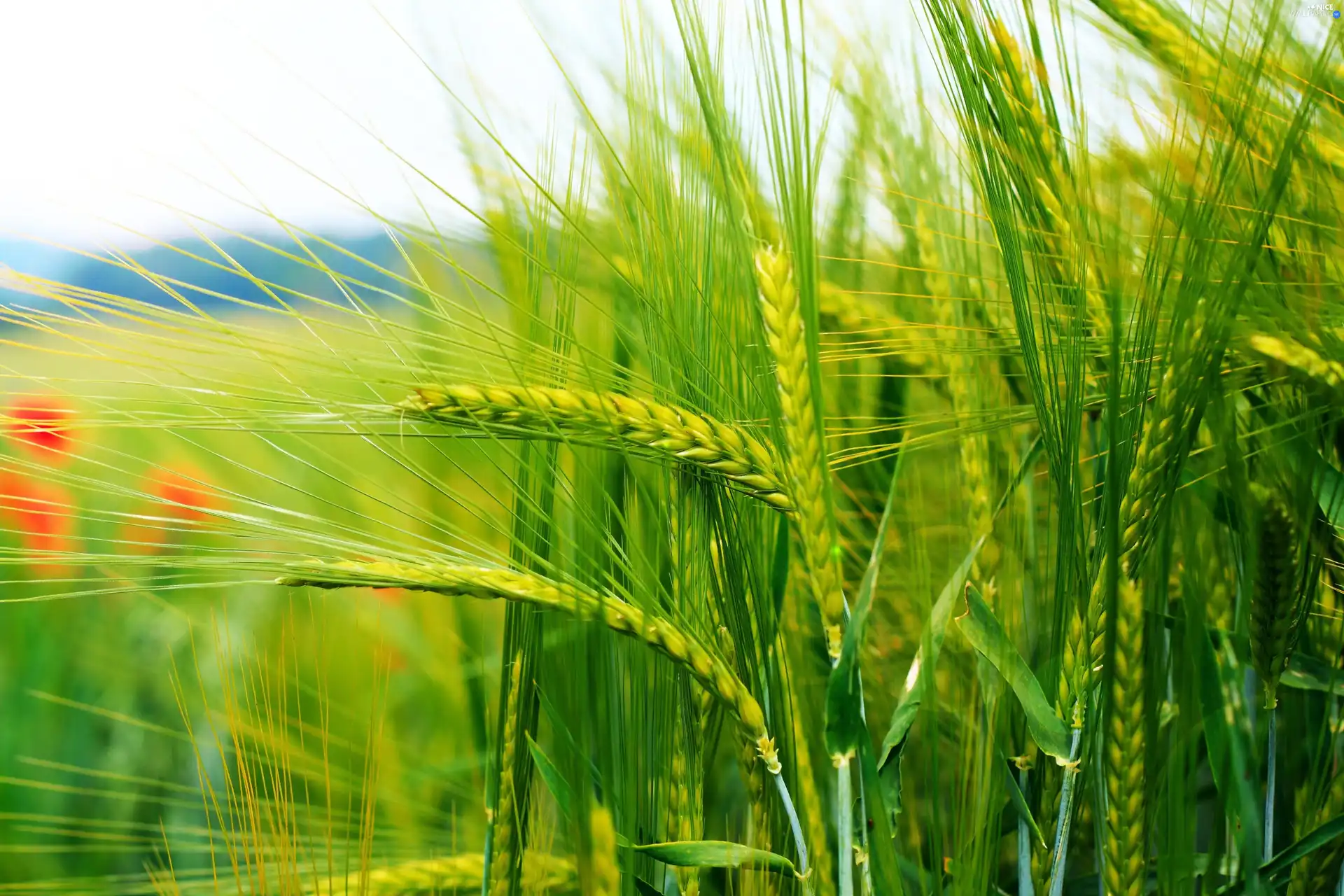 Ears, corn, cereals