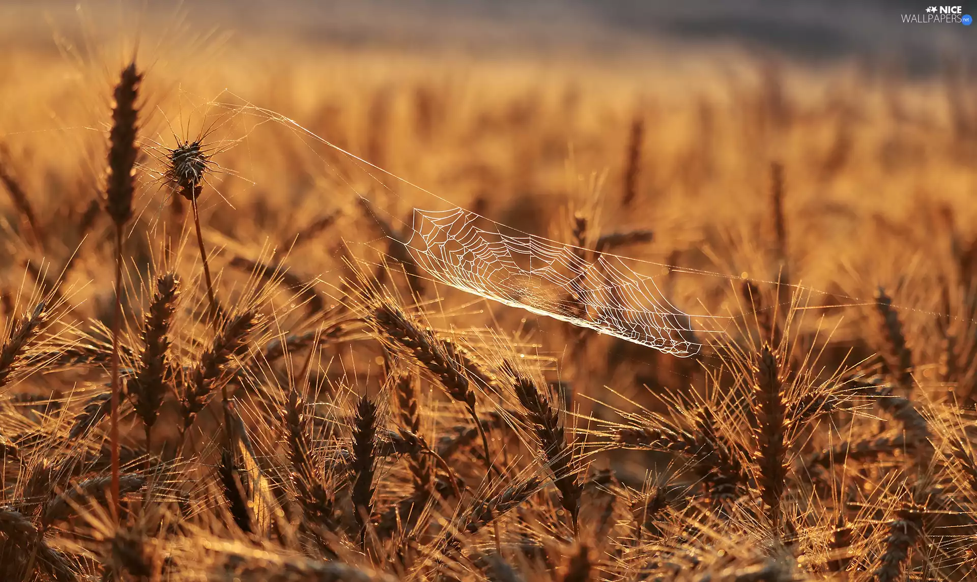 corn, Web, blur, Ears