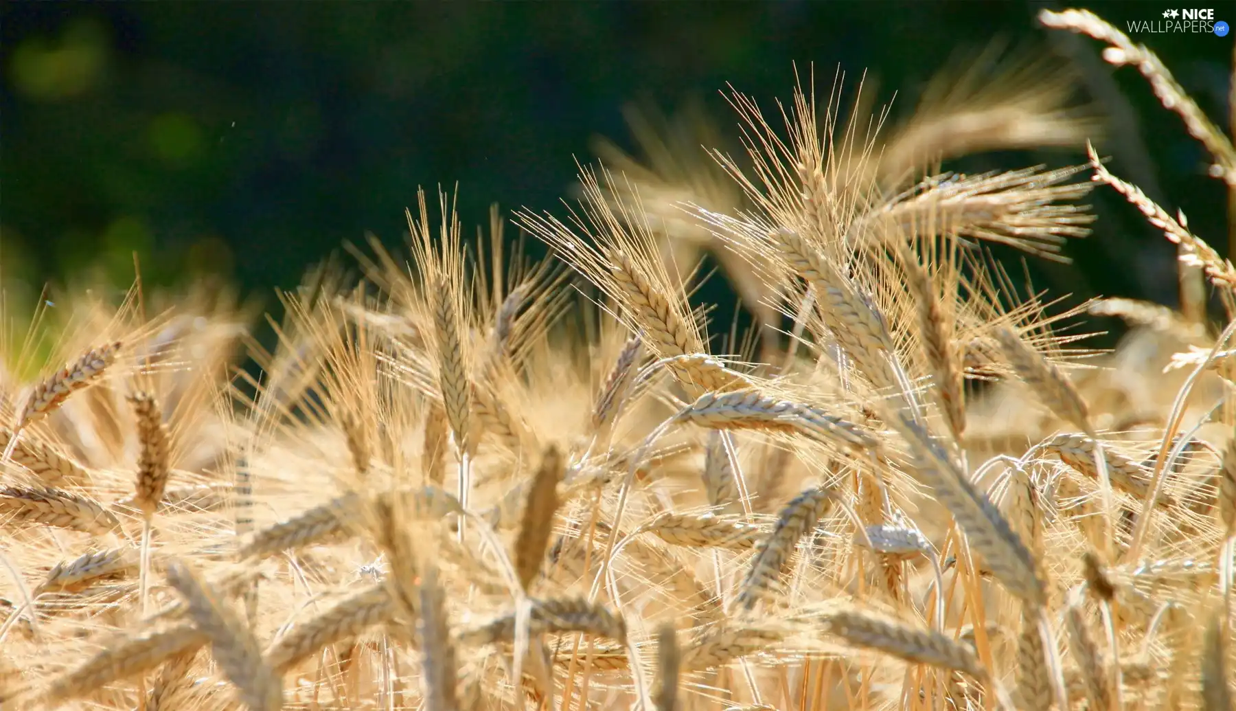 corn, Ears