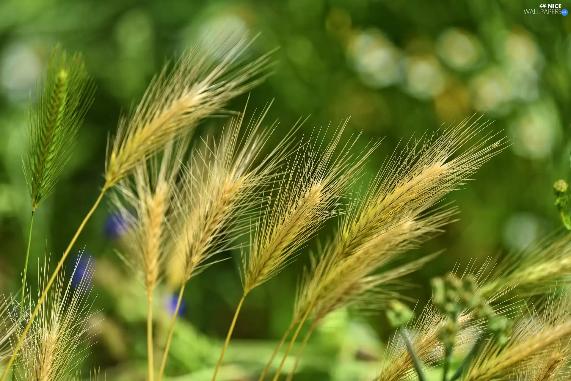 Wall Barley, corn, Ears