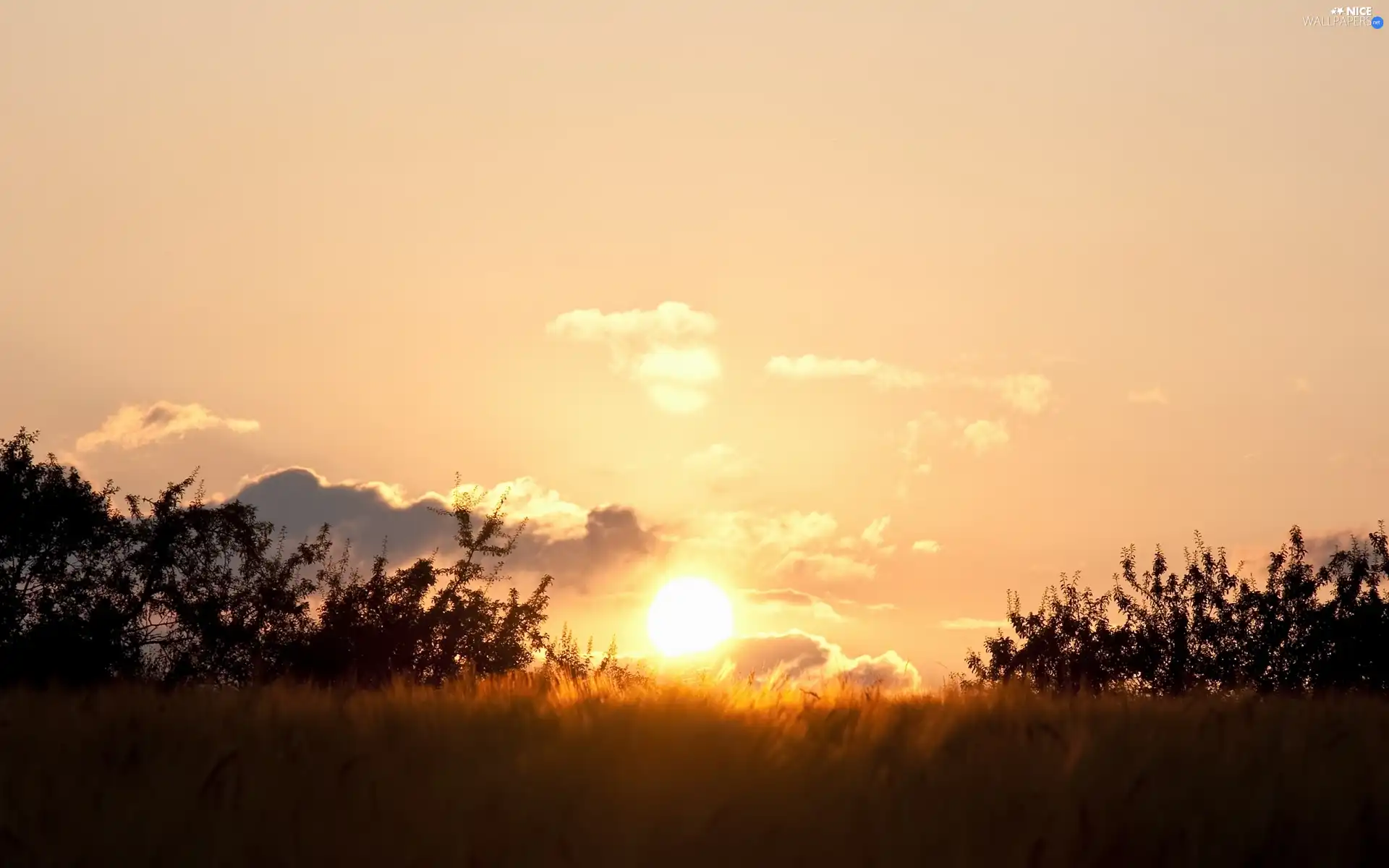 viewes, medows, east, sun, clouds, trees