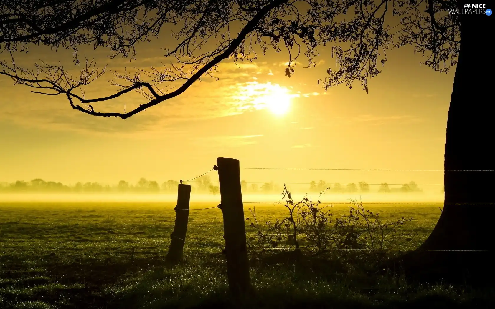 viewes, field, east, sun, Fog, trees