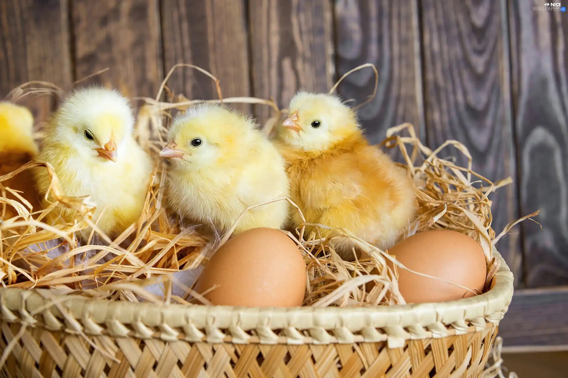 chickens, eggs, Easter, basket