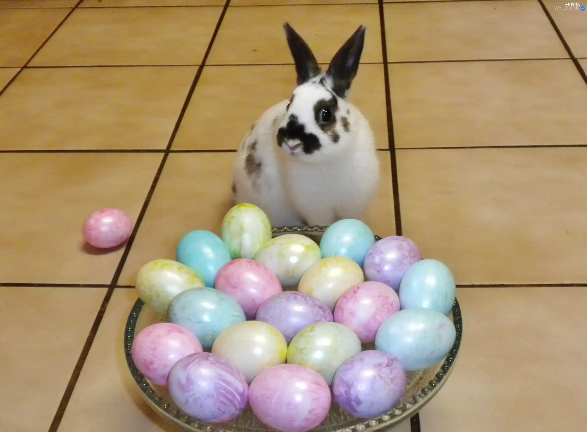 Rabbit, eggs, easter, basket