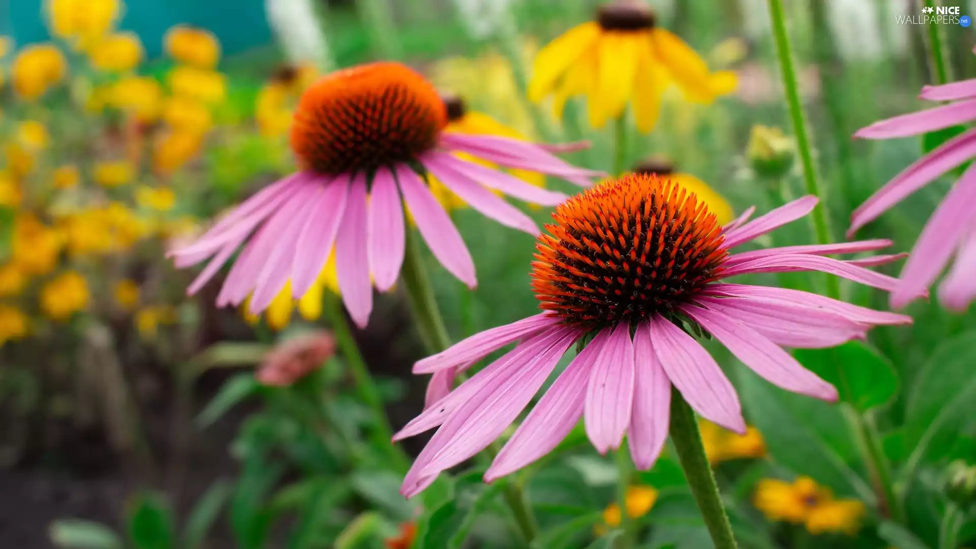 echinacea, Flowers, flourishing