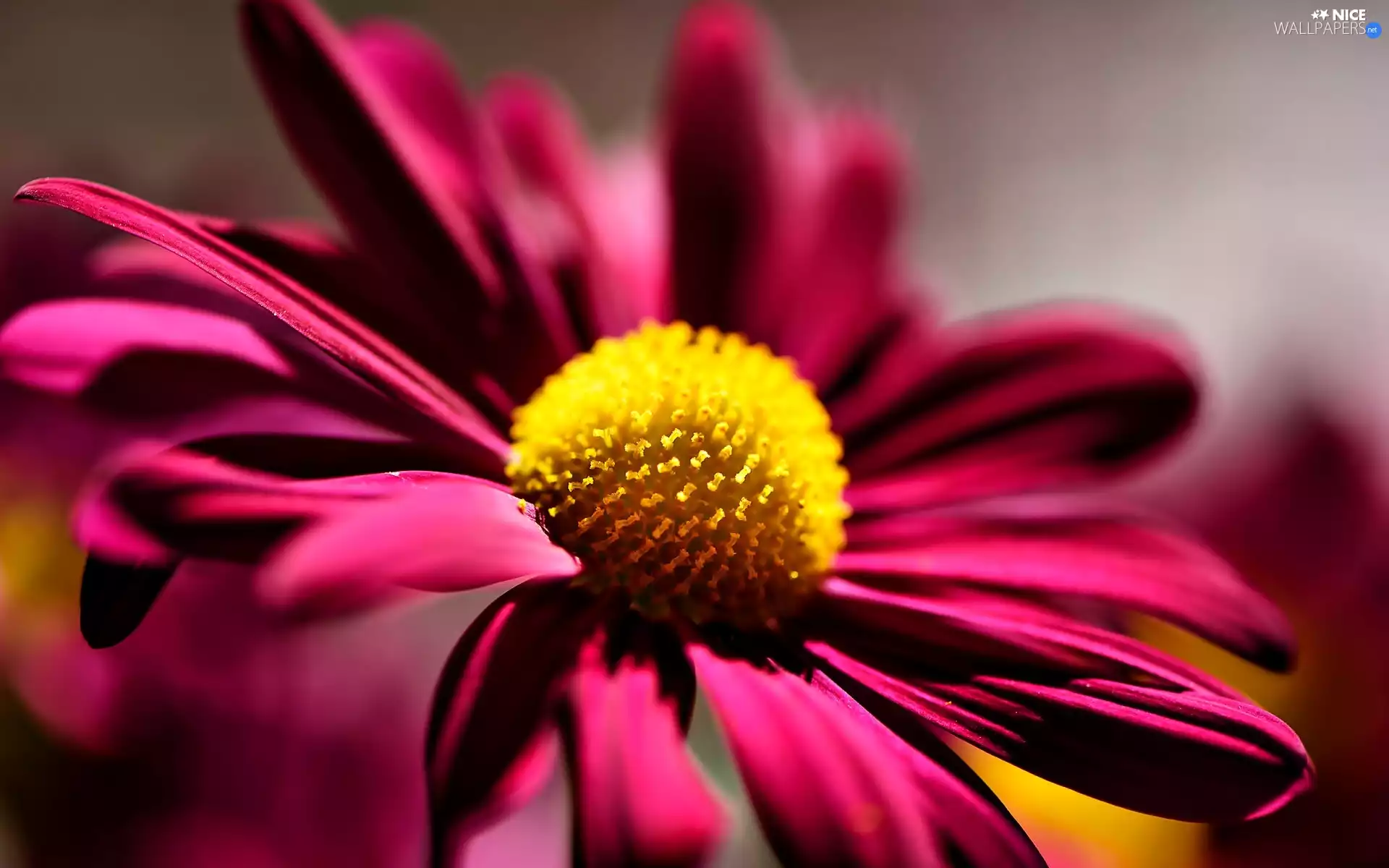 echinacea, Pink, Flower