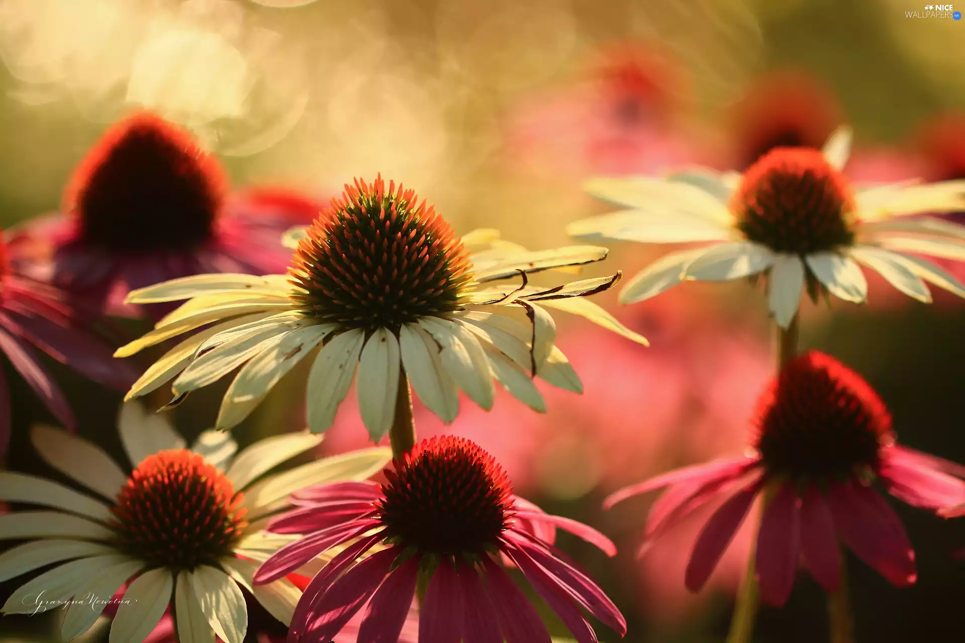 echinacea, Flowers