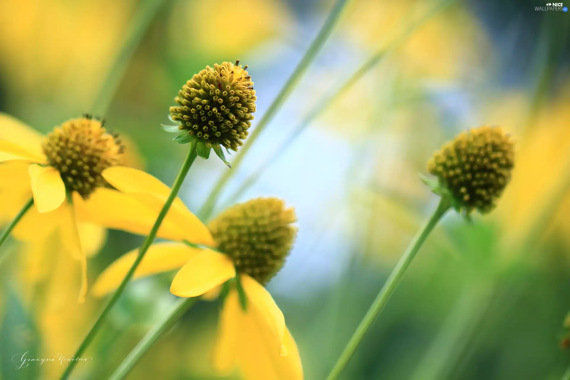 Flowers, Yellow Honda, echinacea