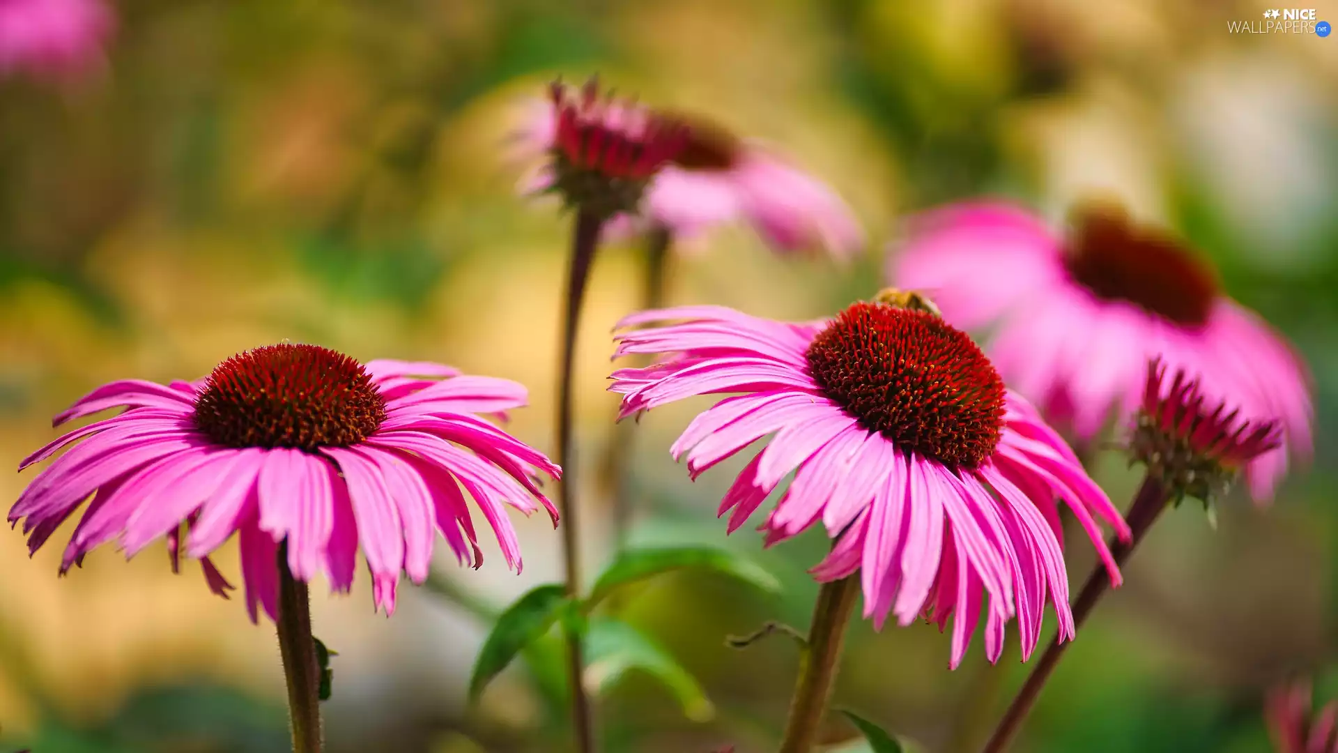 echinacea, Flowers, Pink