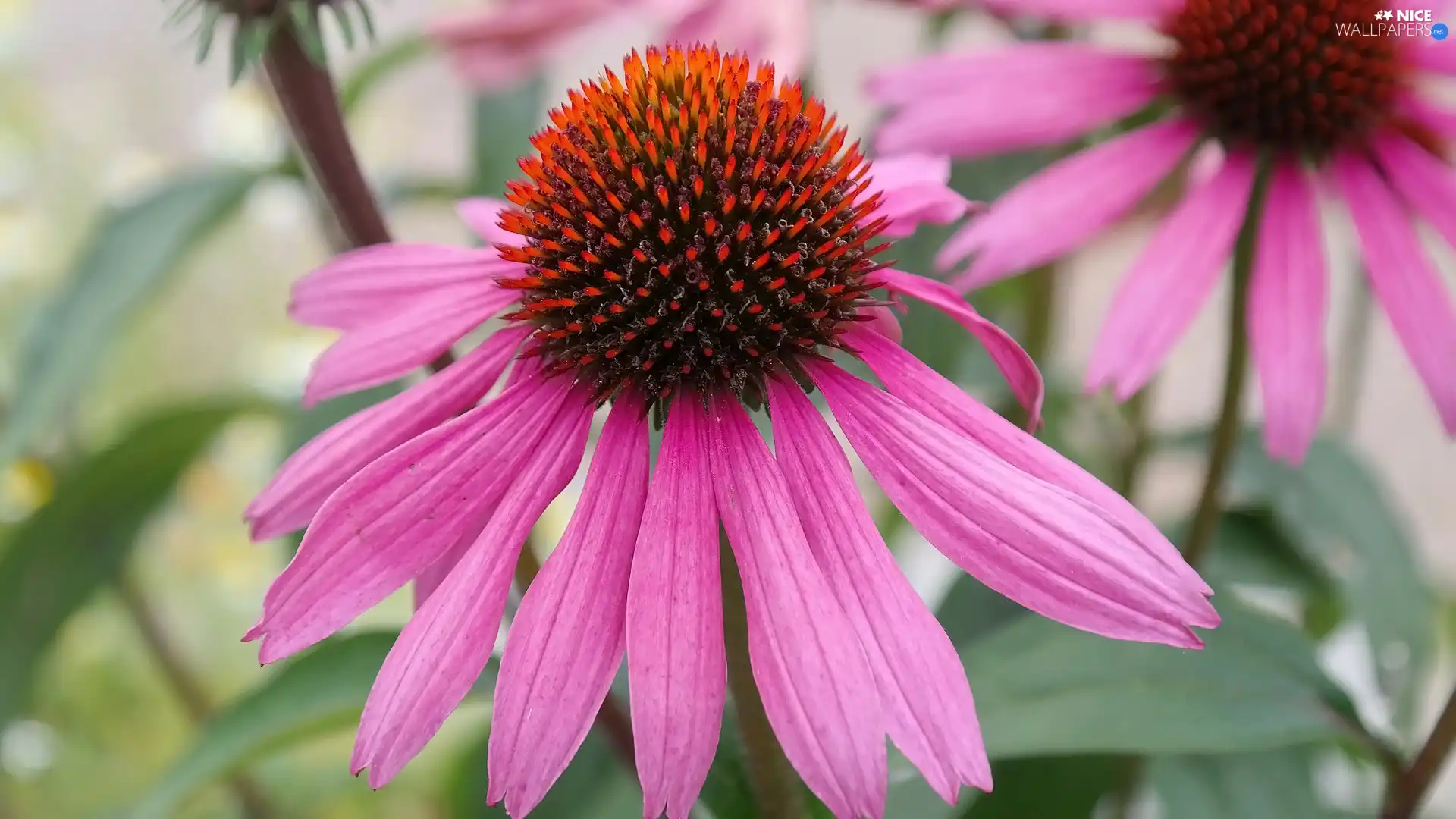 echinacea, Flowers, Pink