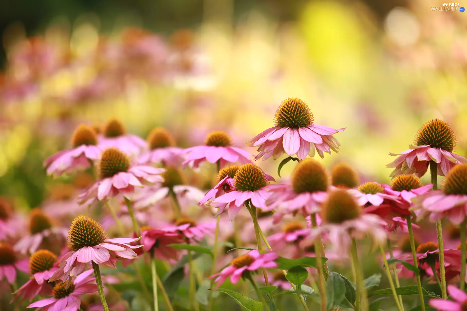 Pink, Flowers, rapprochement, echinacea