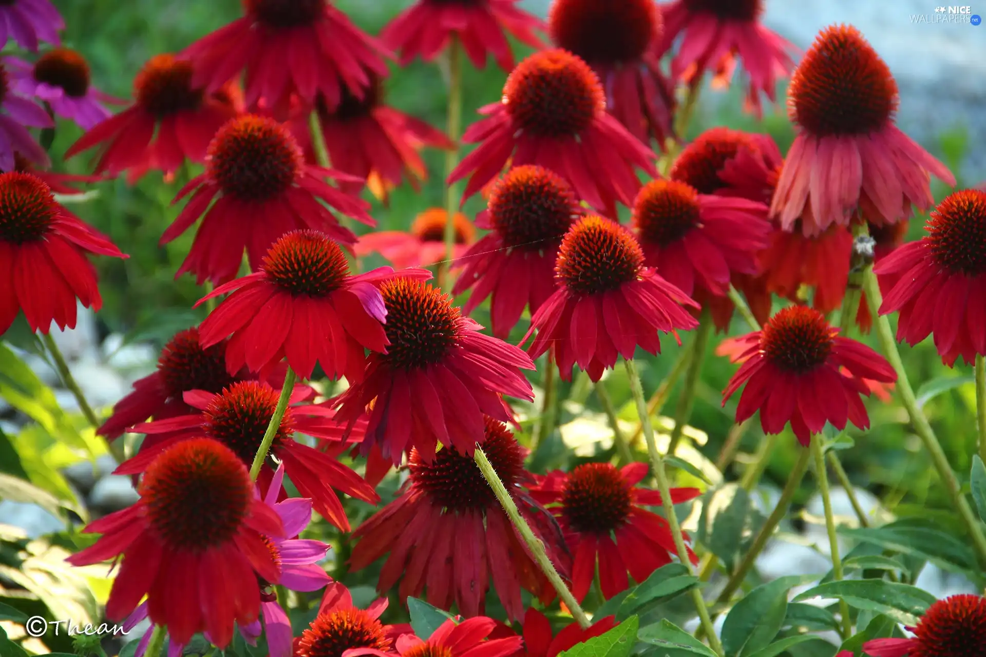 Red, echinacea