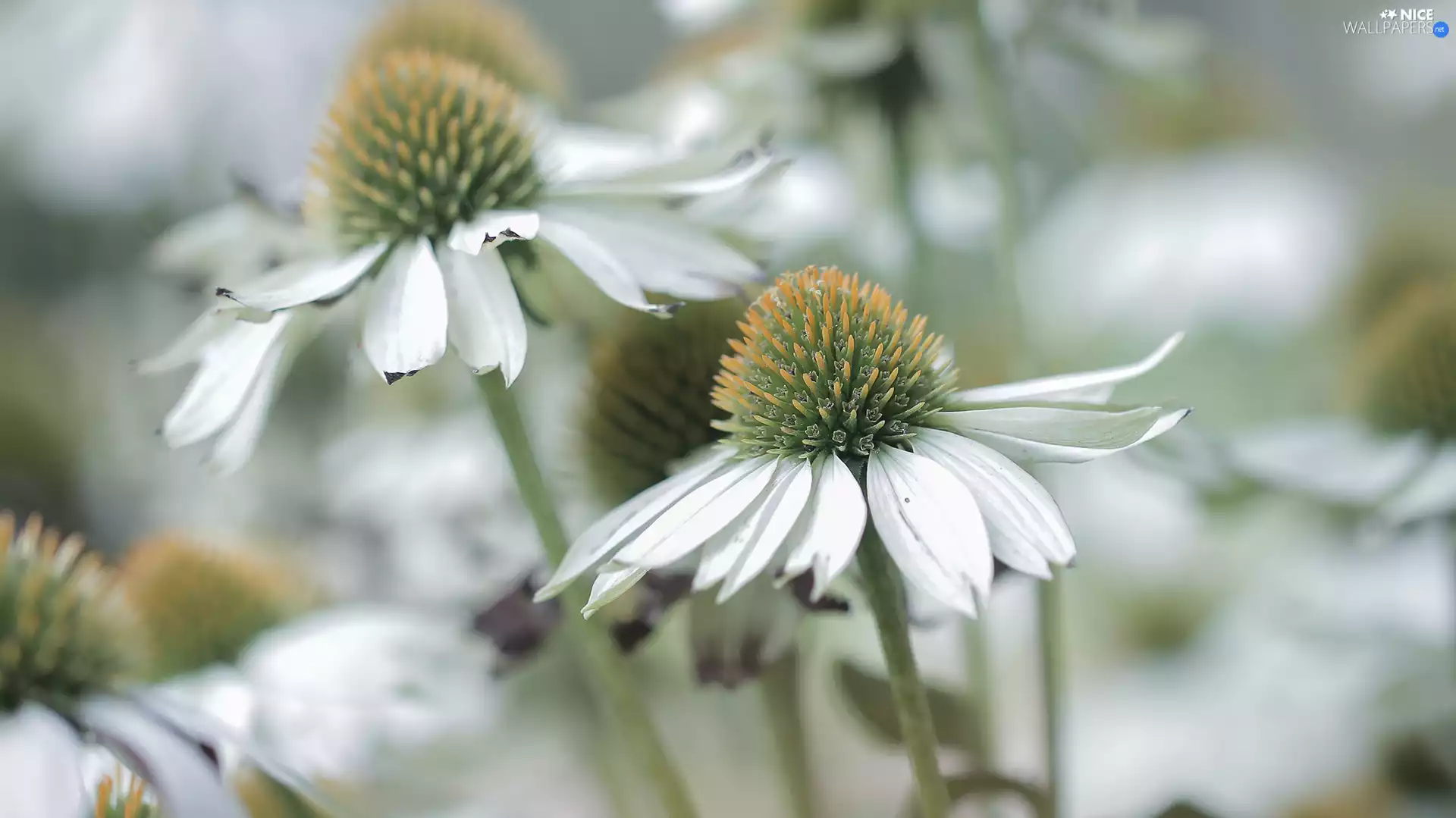 White, rapprochement, Flowers, echinacea