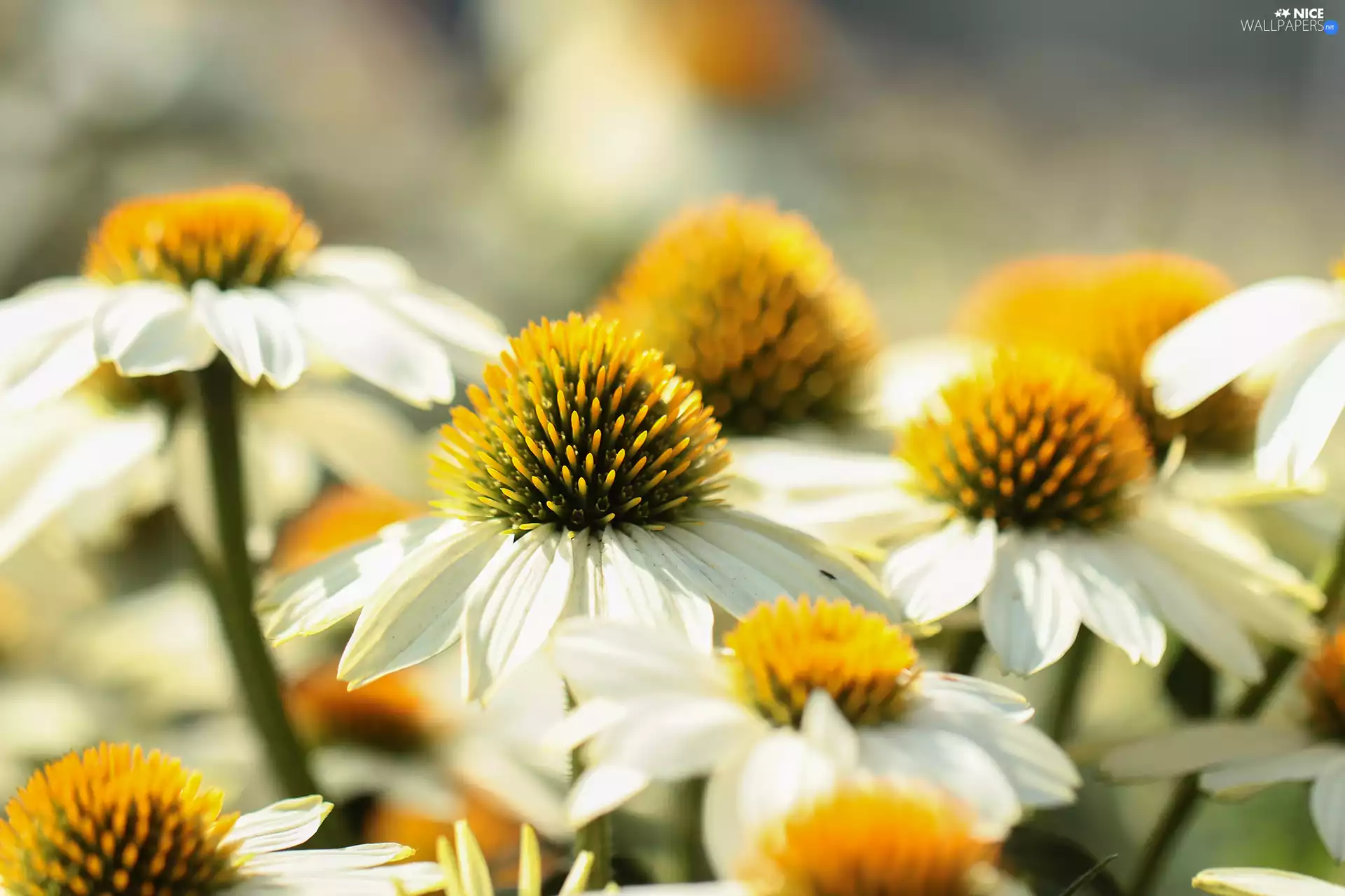 echinacea, Flowers, White