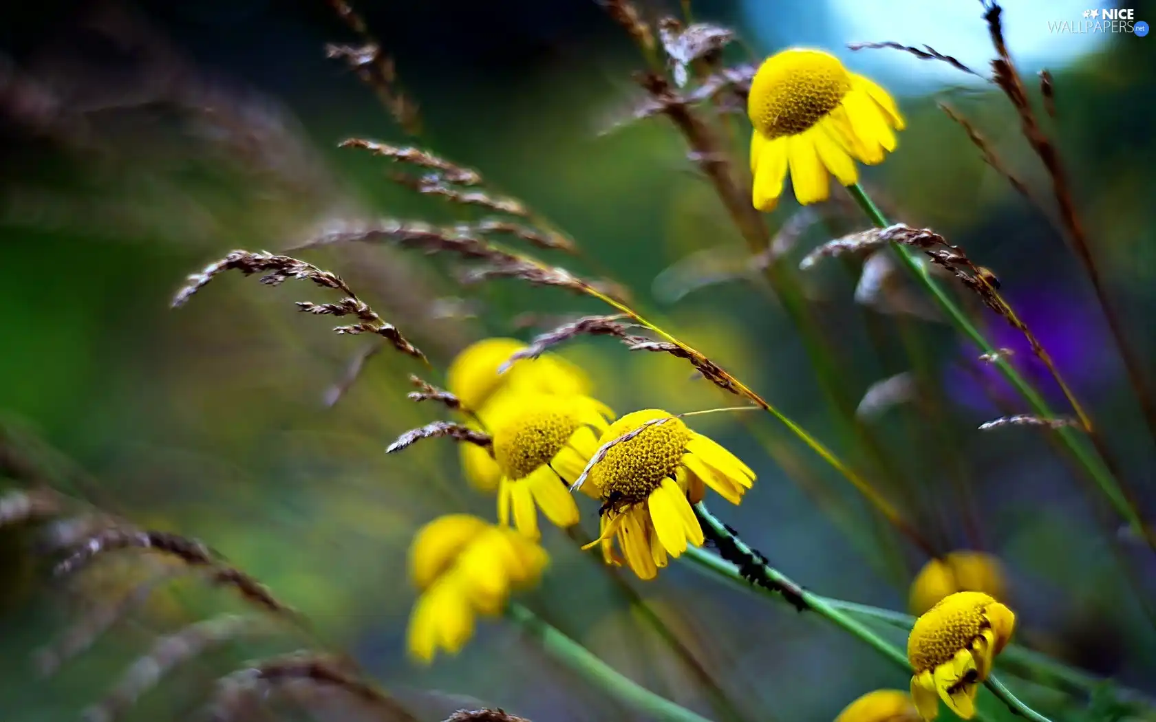 echinacea