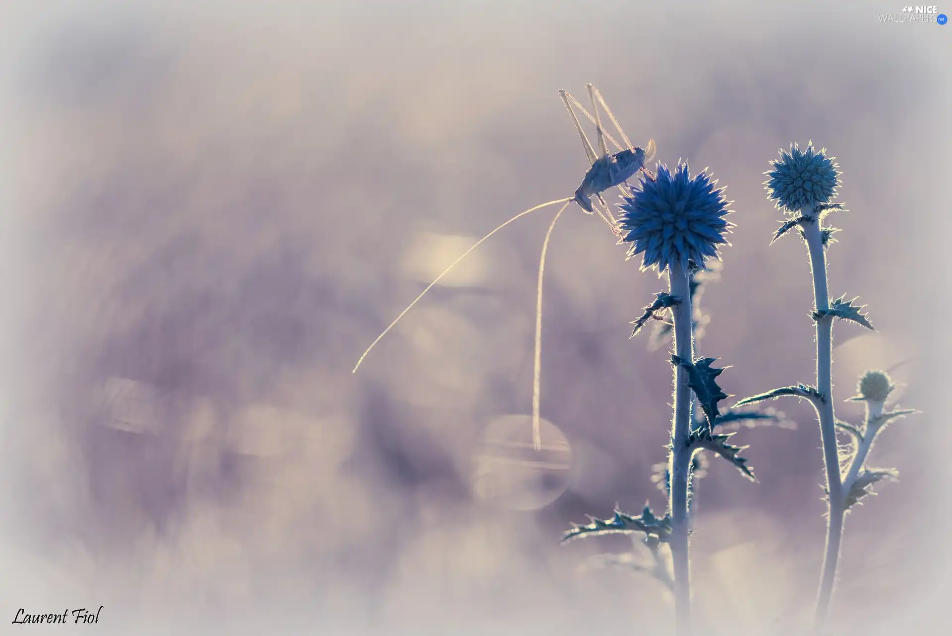 Plants, Insect, grasshopper, Echinops