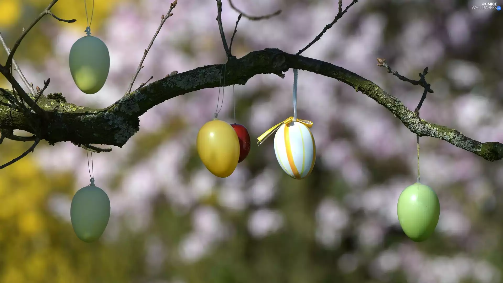 eggs, Easter, branch