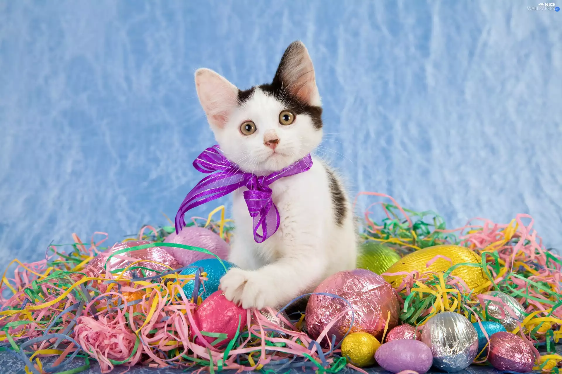 eggs, Easter, cat