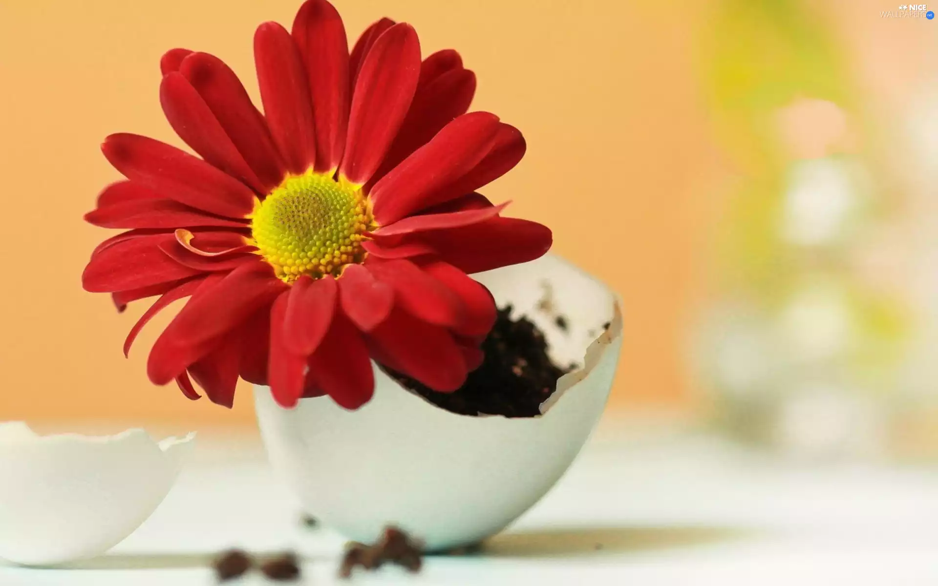 eggs, Gerbera, shell