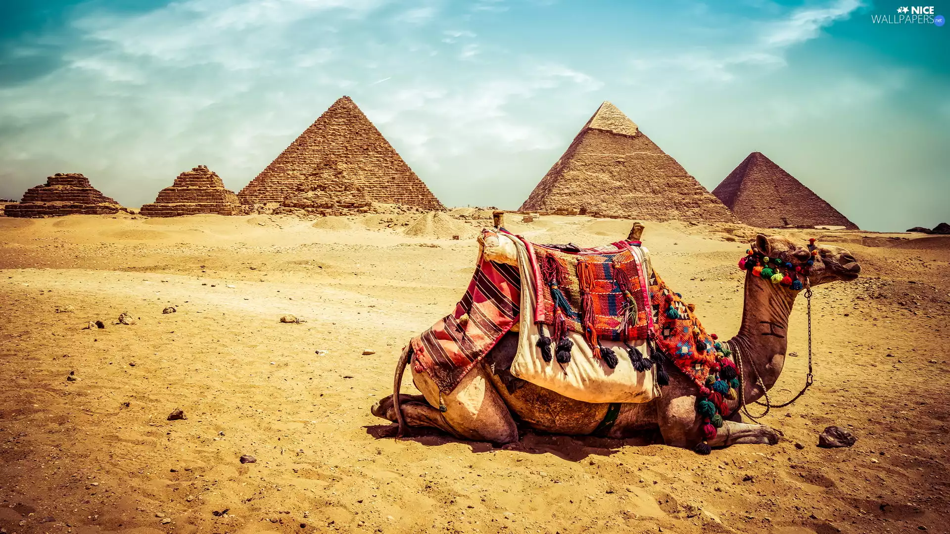 Giza, Egypt, Pyramids, Desert, Camel