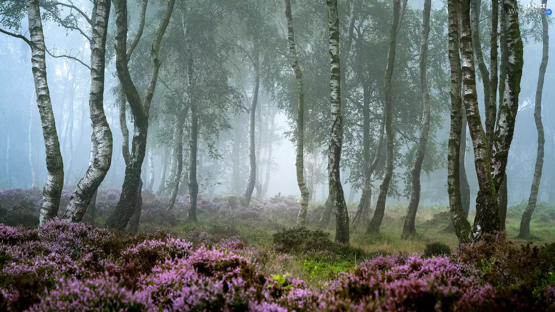 heath, viewes, birch, County Derbyshire, Fog, trees, forest, England, Peak District National Park, heathers