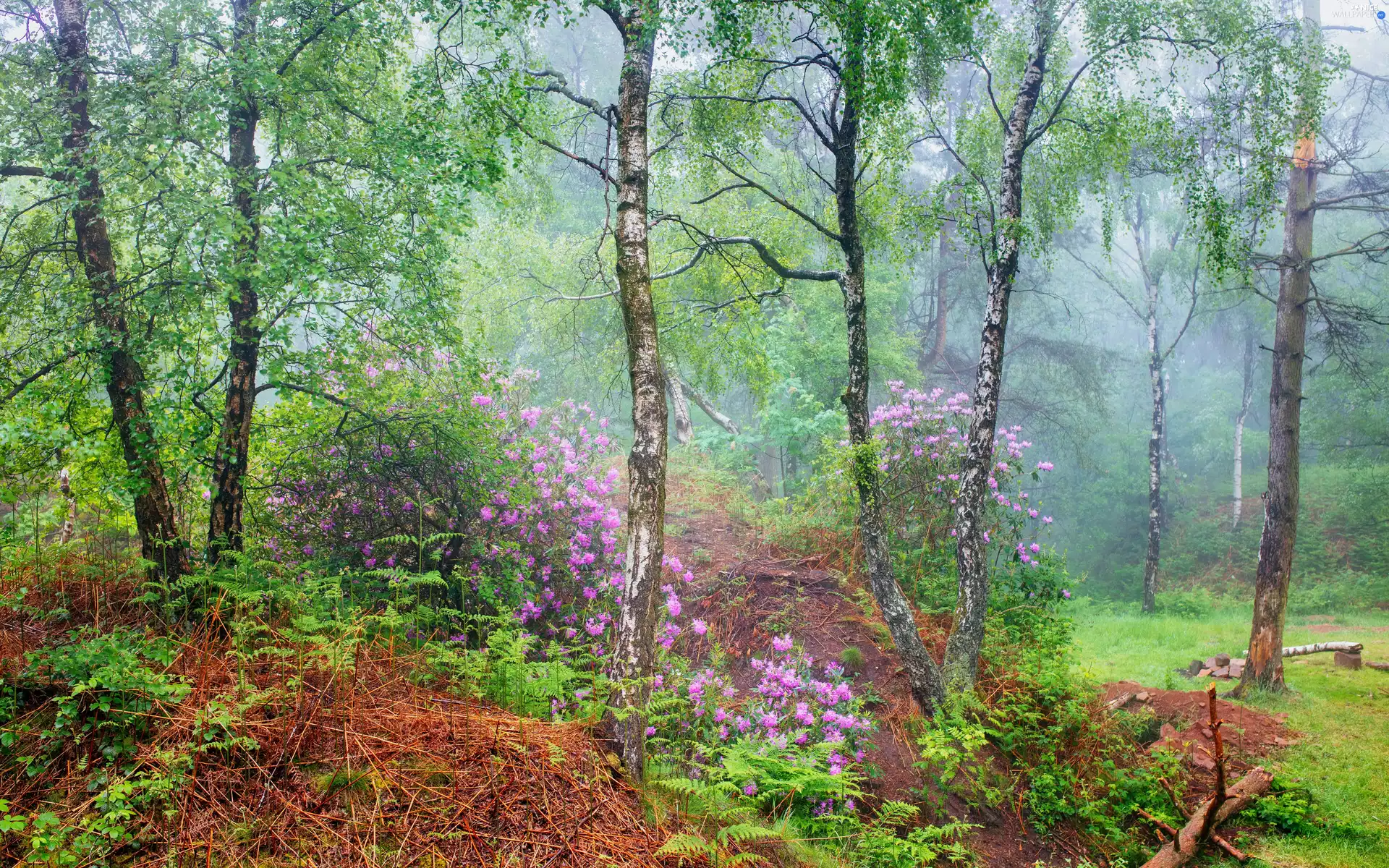 Rhododendron, forest, Leaf, County Derbyshire, Flowers, summer, birch, England, Peak District National Park, Rhododendrons