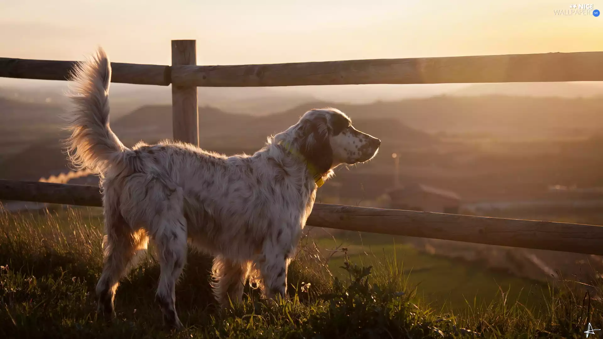 English Setter, fence