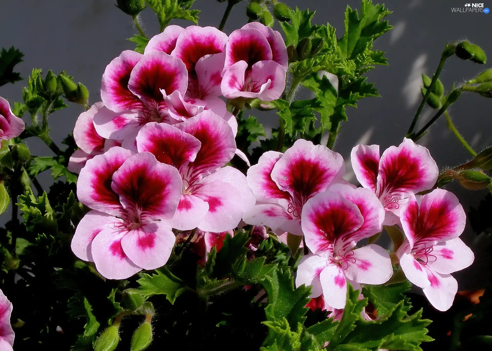 geranium, English