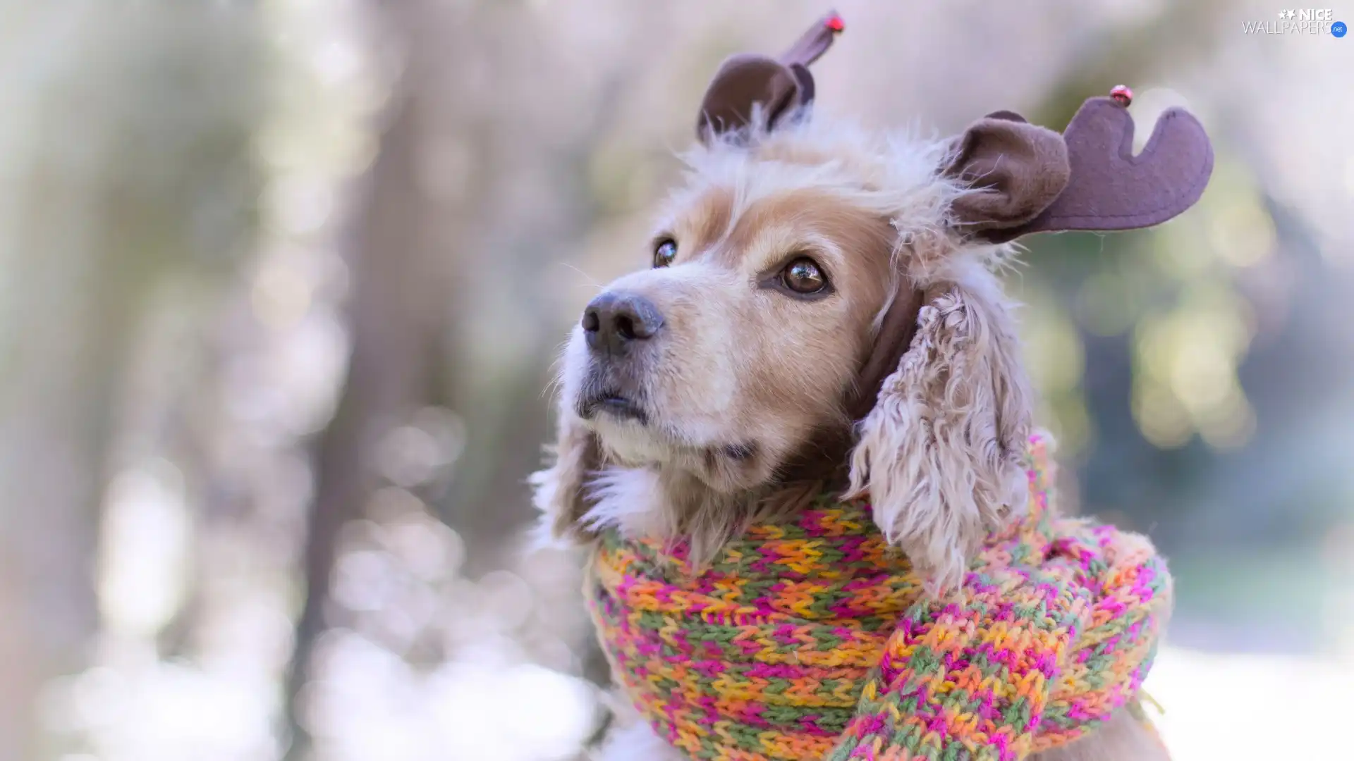 Scarf, dog, English Cocker Spaniel