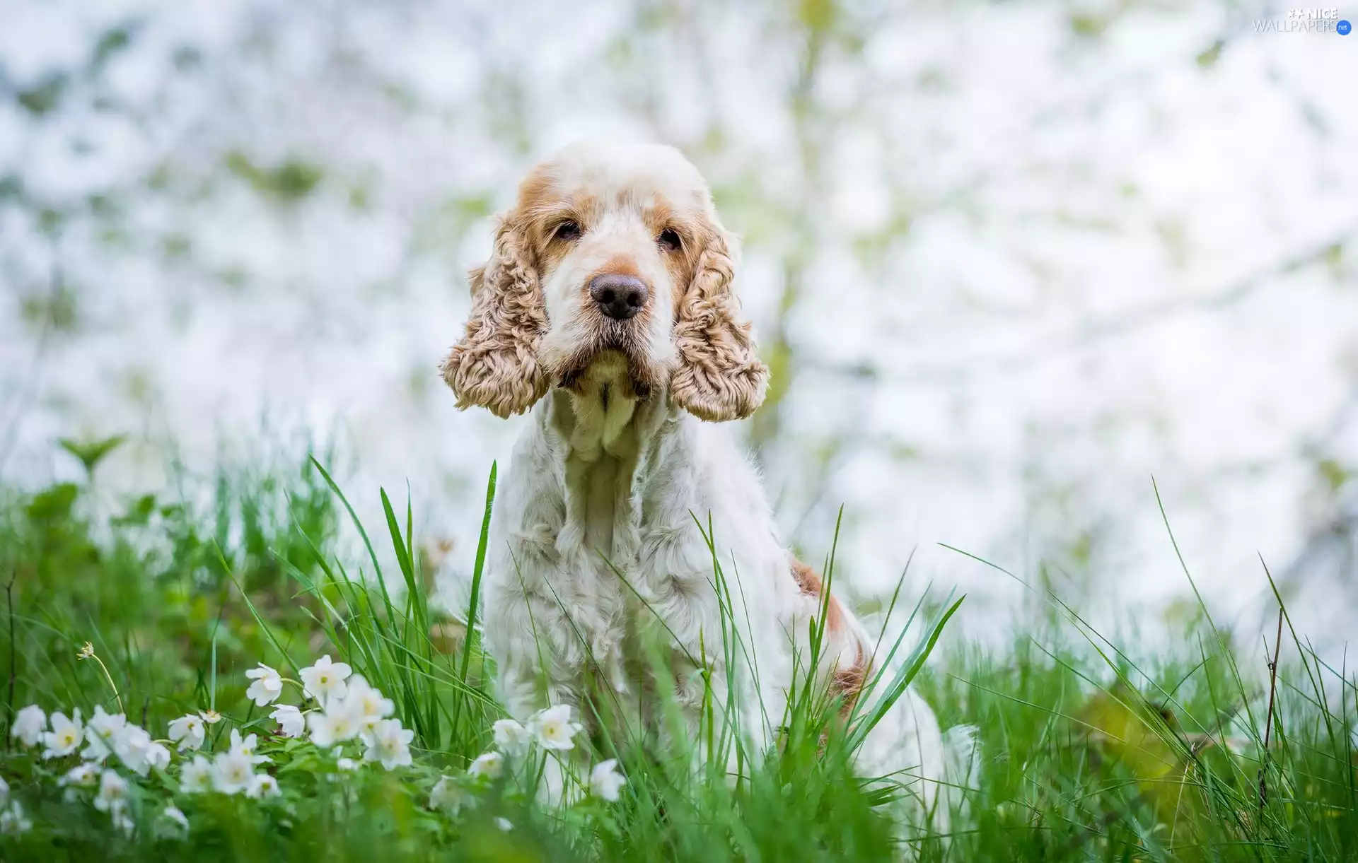 dog, grass, Flowers, English Cocker Spaniel
