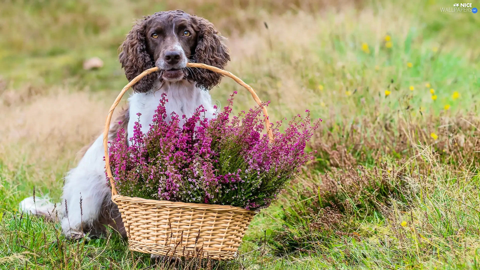 dog, basket, heathers, English Springer Spaniel