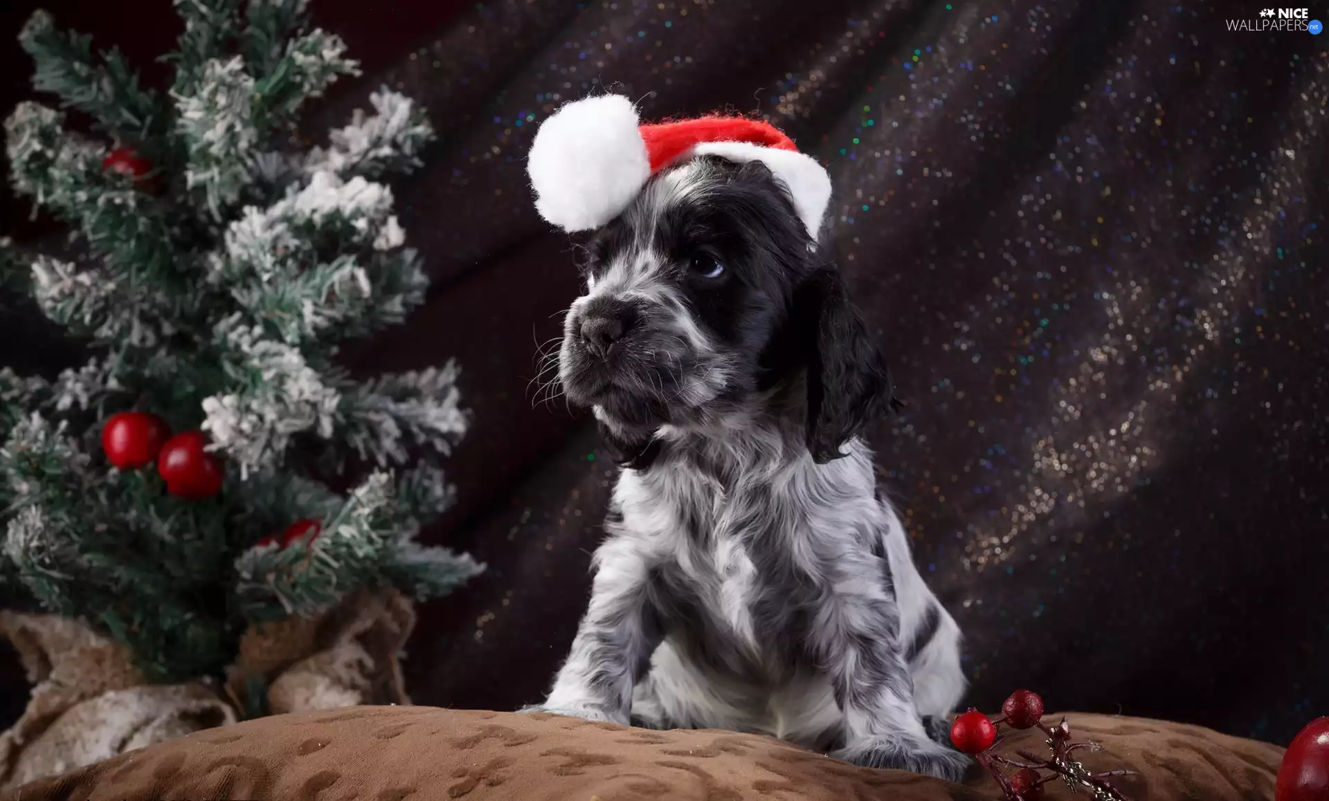 English Springer Spaniel, dog, Nicholas, christmas tree, Hat, Puppy