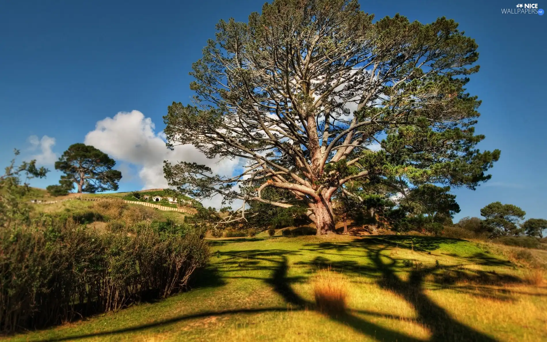 trees, car in the meadow, enormously