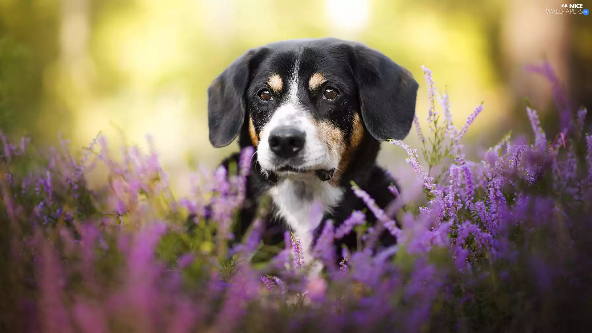dog, muzzle, heathers, Entlebucher